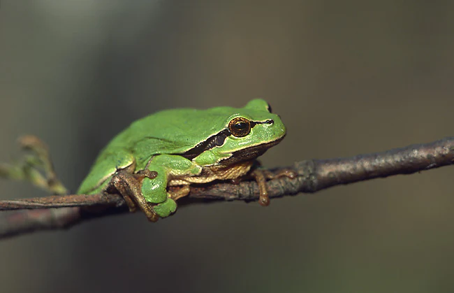 A bright green European tree frog rests on a bare, thin brown branch against a dark blurred background.