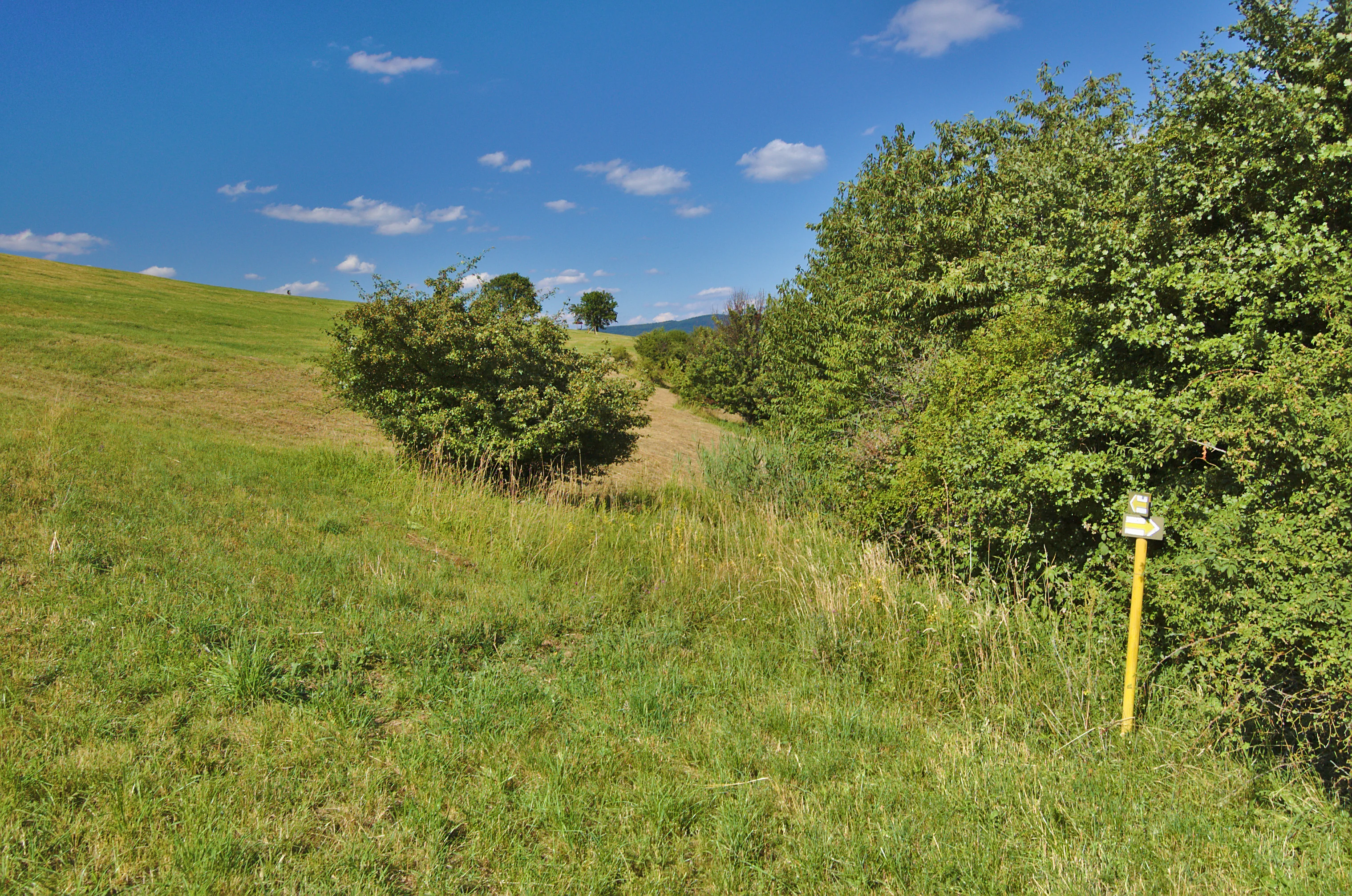 A grassy meadow landscape in summer with rolling hills, scattered bushes, and a yellow trail marker post on the right.