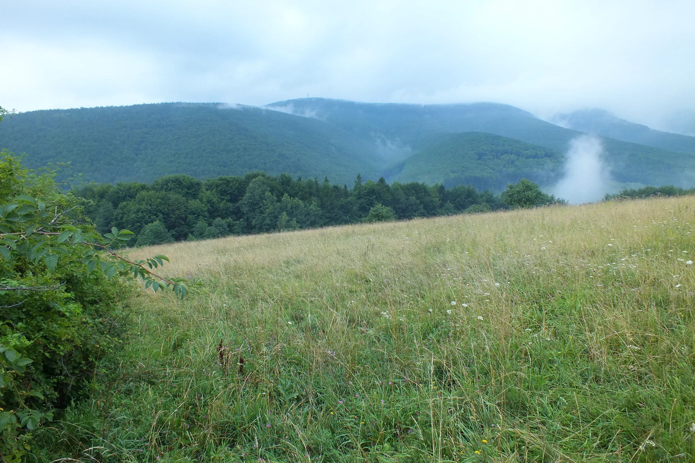 A wide view of a grassy meadow leading toward a forest edge and misty green mountains under a cloudy sky.