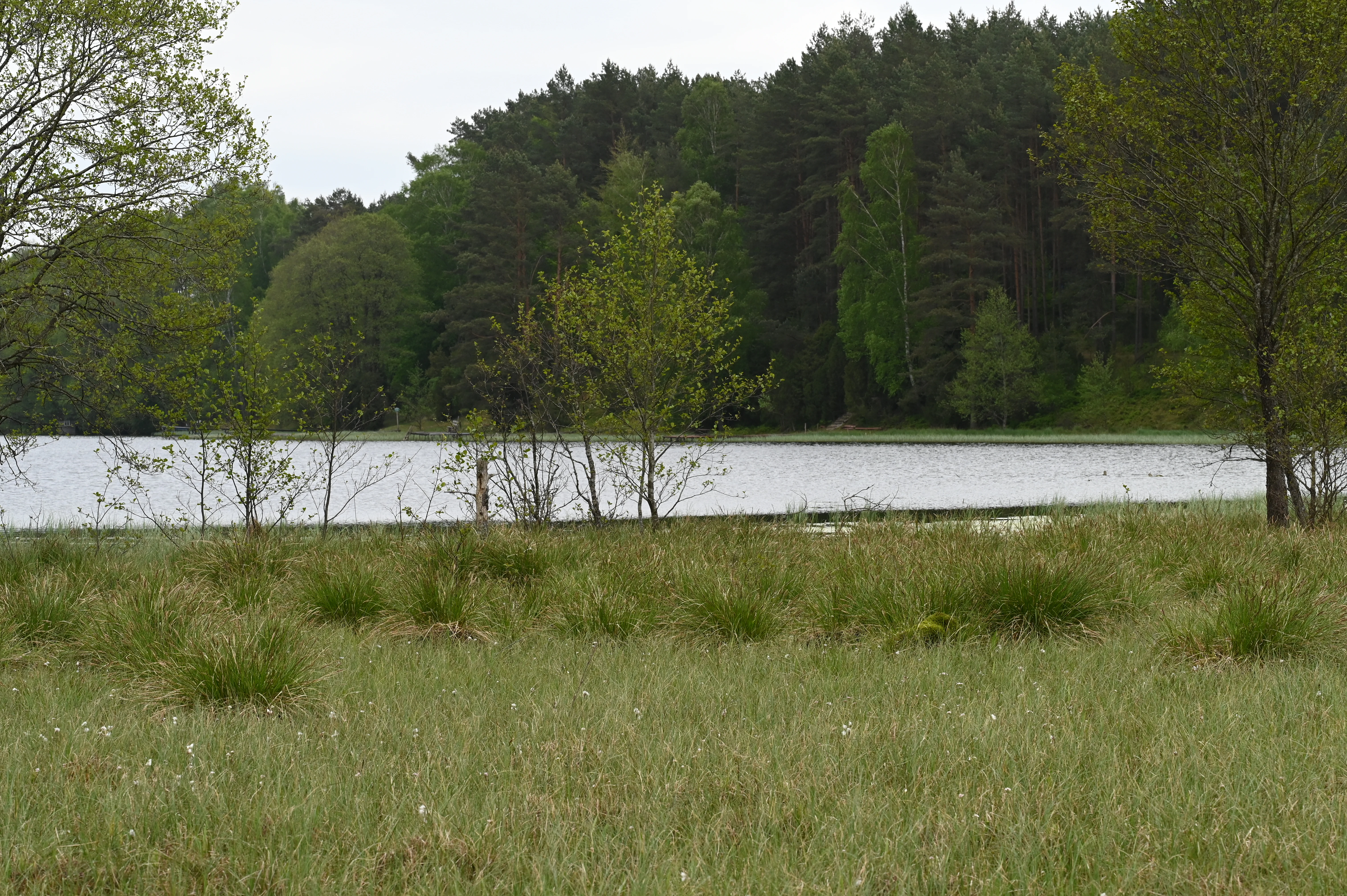A horizontal landscape photograph showing a grassy wetland in the foreground with a calm lake and a dense coniferous forest in the background.