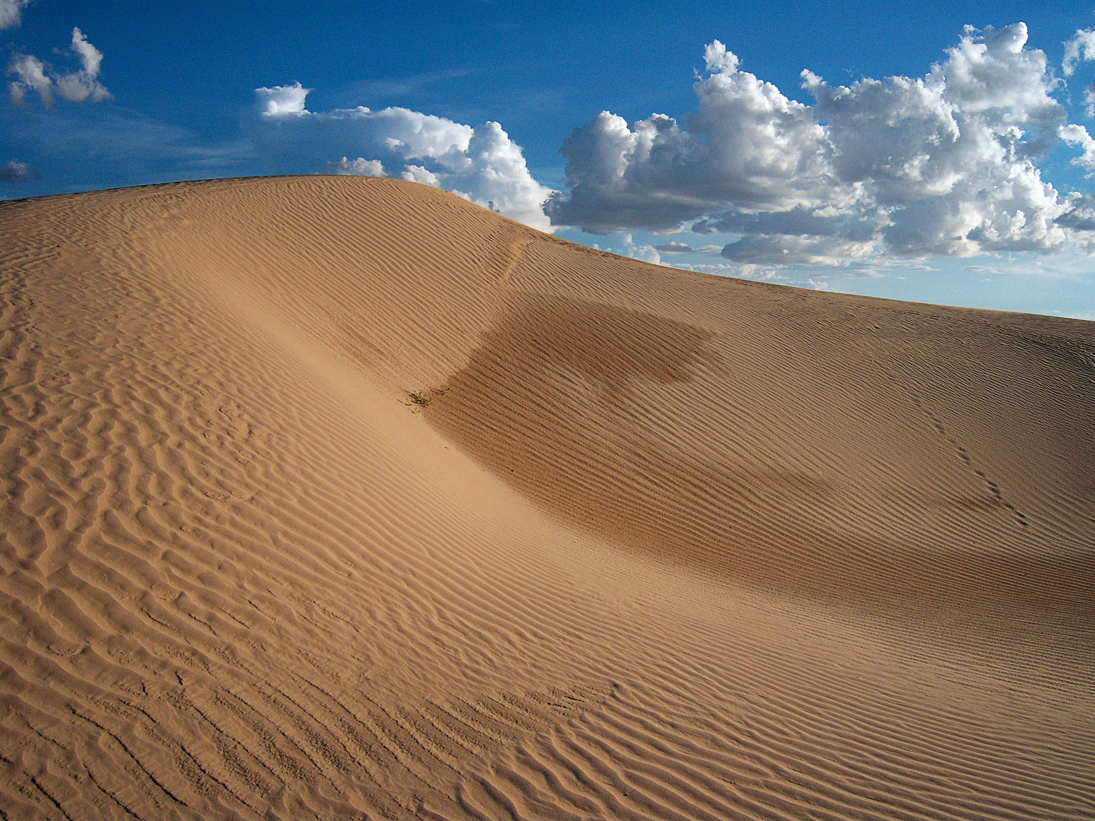 Una vista gran angular de dunas de arena doradas y onduladas por el viento que se extienden a lo largo del encuadre bajo un cielo azul despejado con nubes blancas y esponjosas.