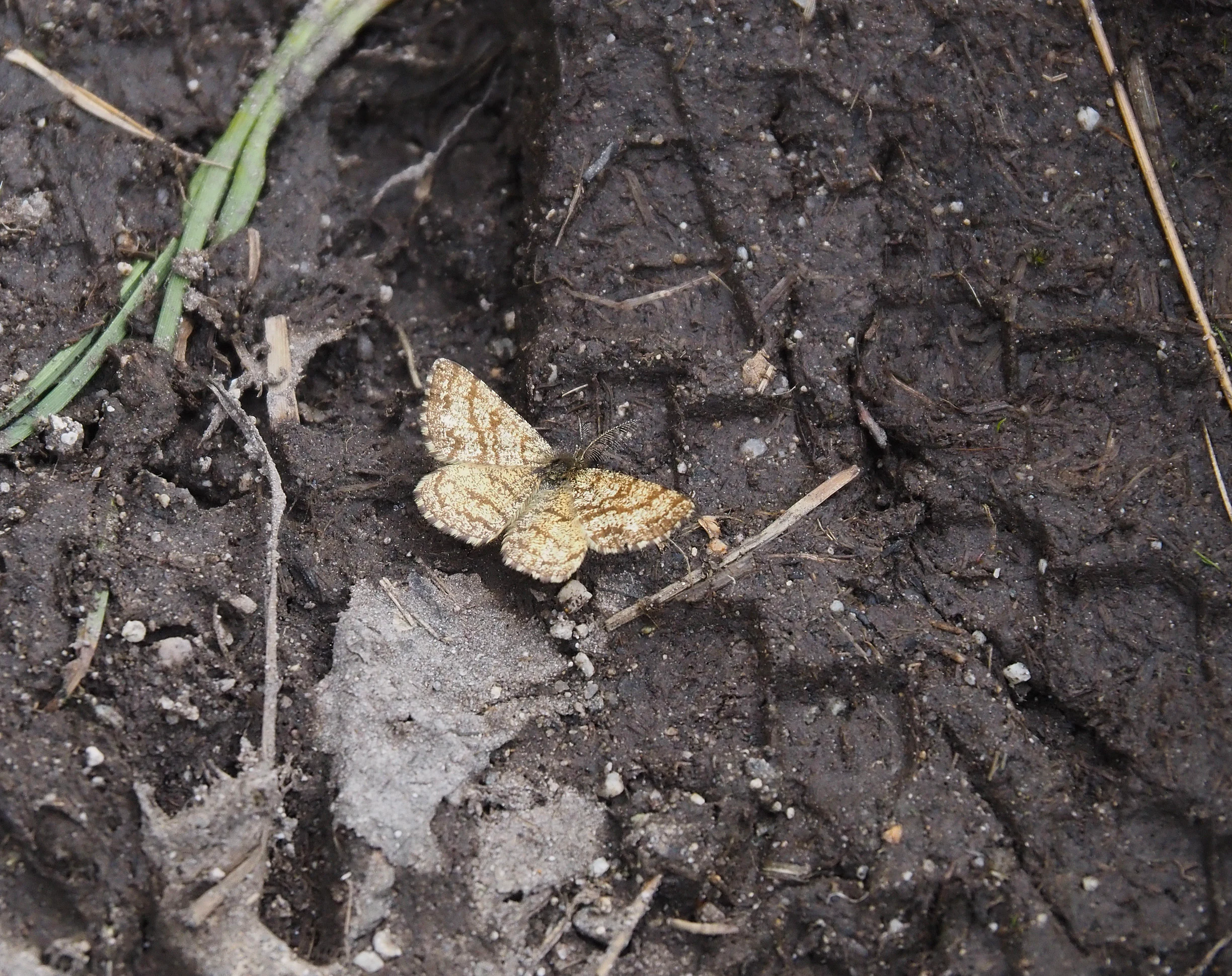 A brown-patterned common heath moth sitting on dark, muddy ground with visible boot prints.