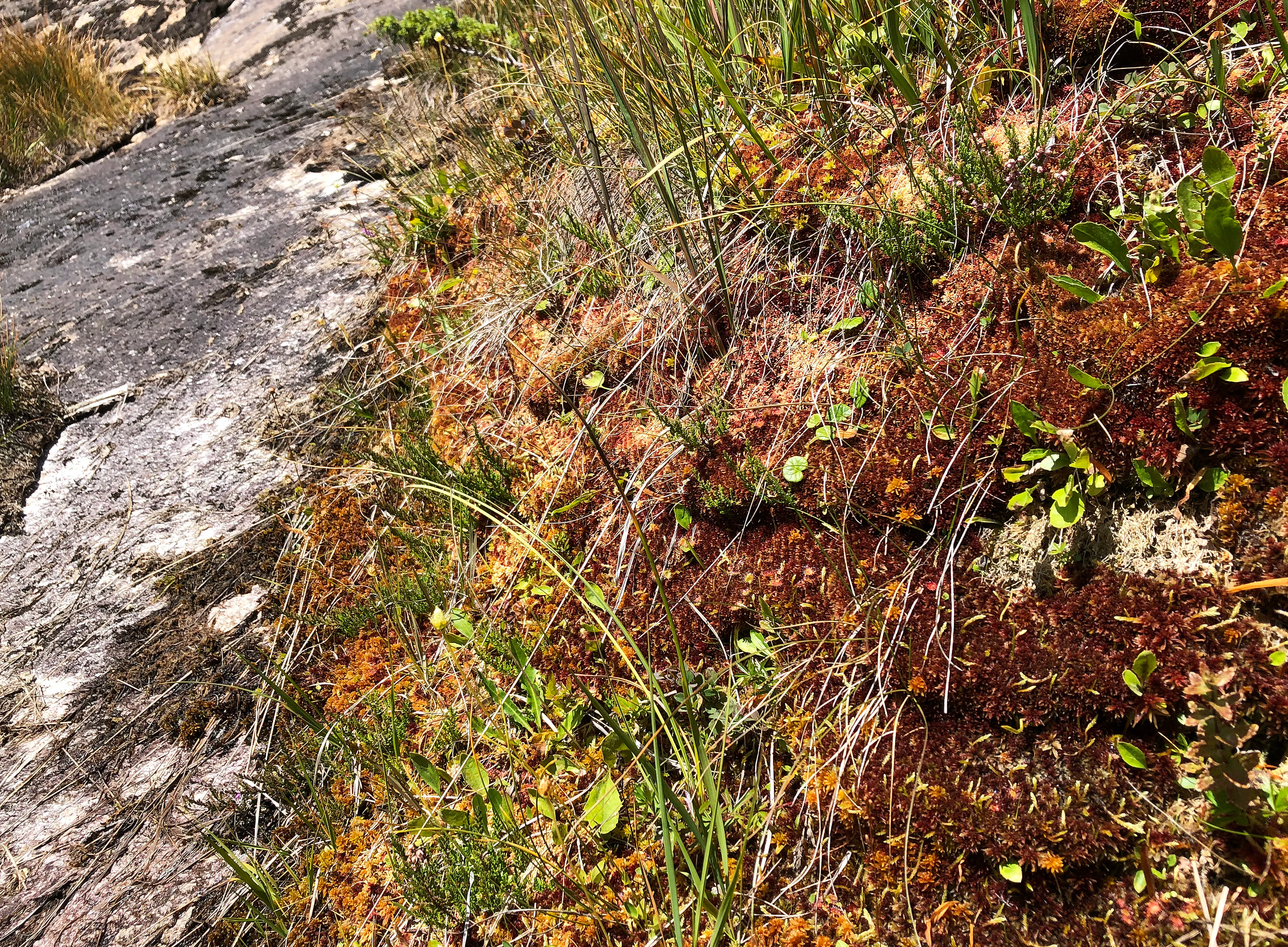 A close-up, high-angle view showing alpine moor vegetation growing next to a weathered, light-grey rock face. The vegetation consists of vibrant orange-red mosses, patches of green alpine grasses, and low-lying leafy plants.