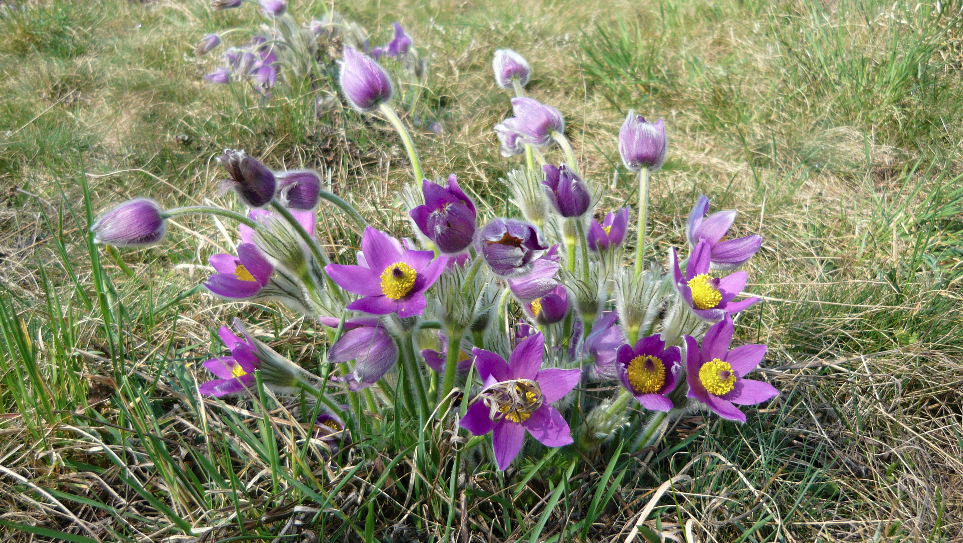 A cluster of purple, bell-shaped pasqueflower blossoms with bright yellow centers growing in dry, grassy meadow terrain.