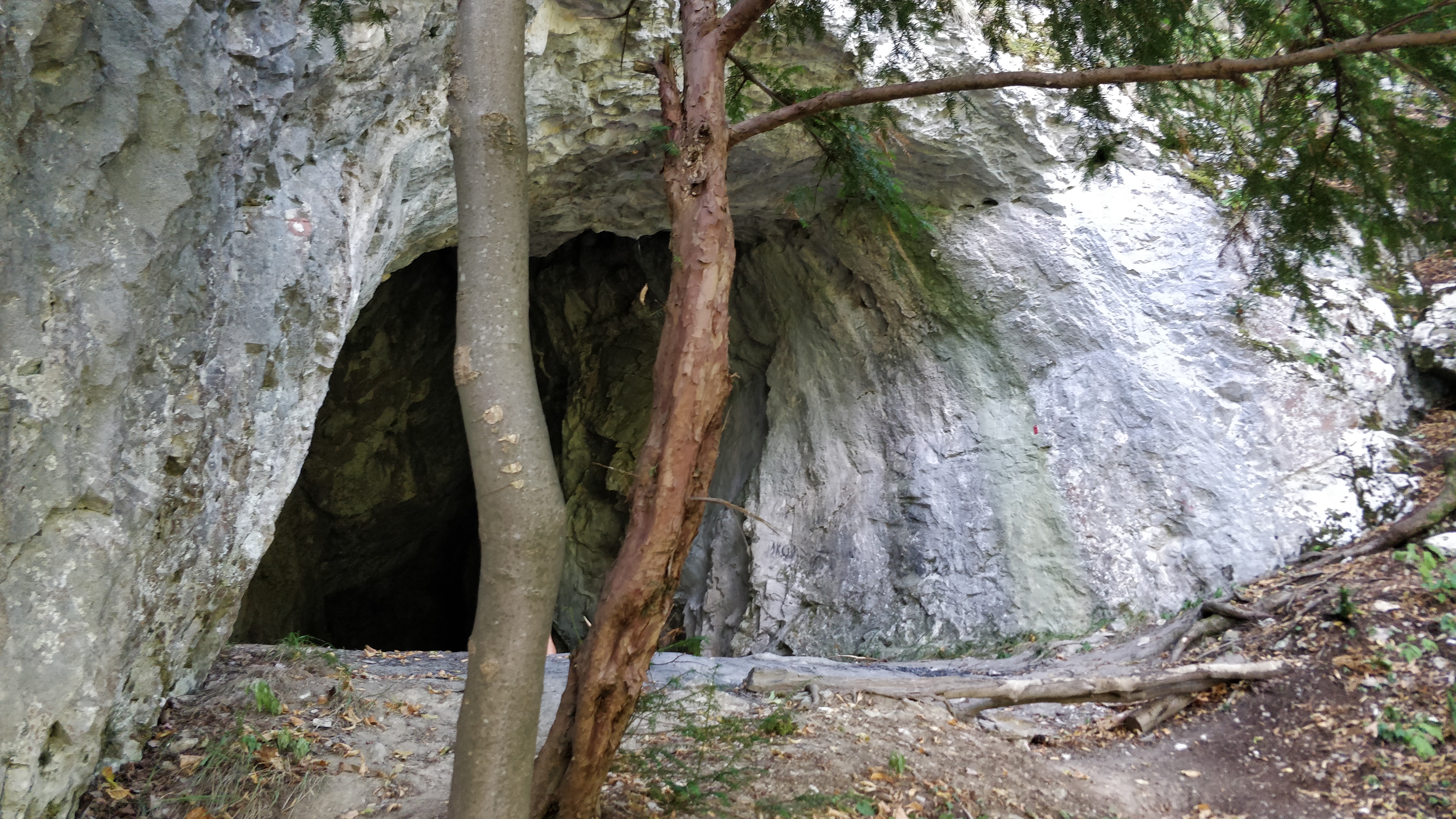Rock cave entrance with tree in foreground, rocky terrain, and forest background