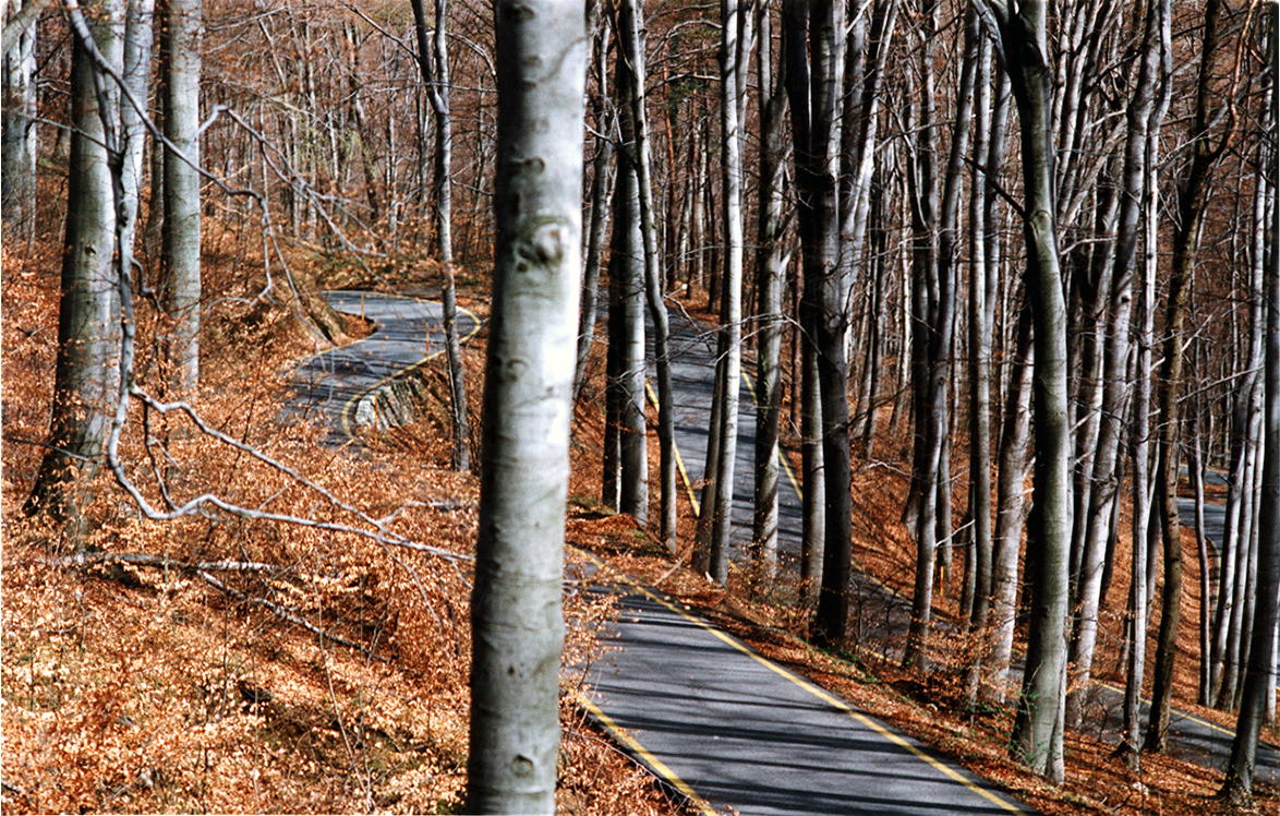 Winding paved road through a forested area with tall deciduous trees and autumn foliage