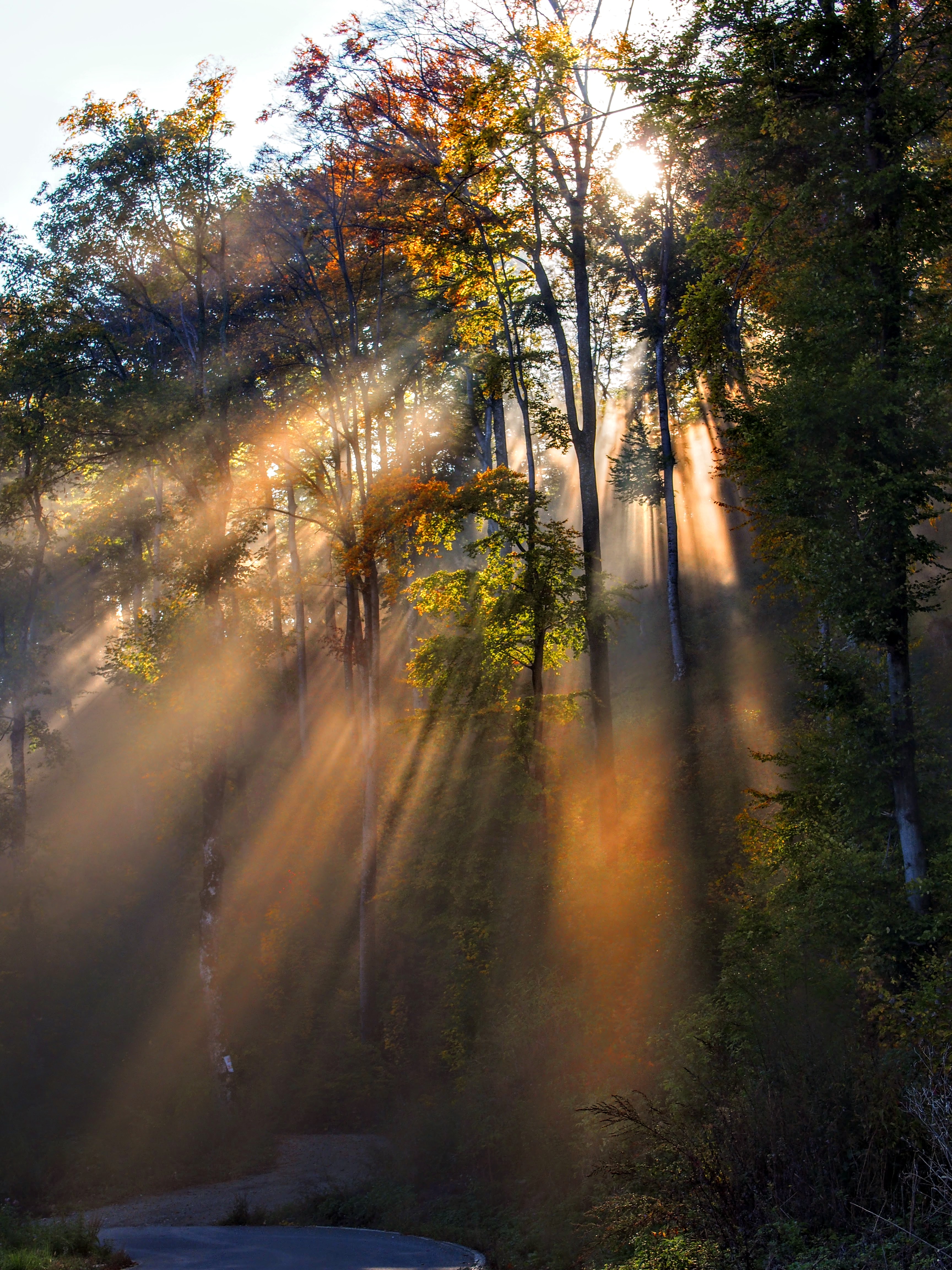 Sunlight beams through forest trees with a path visible below
