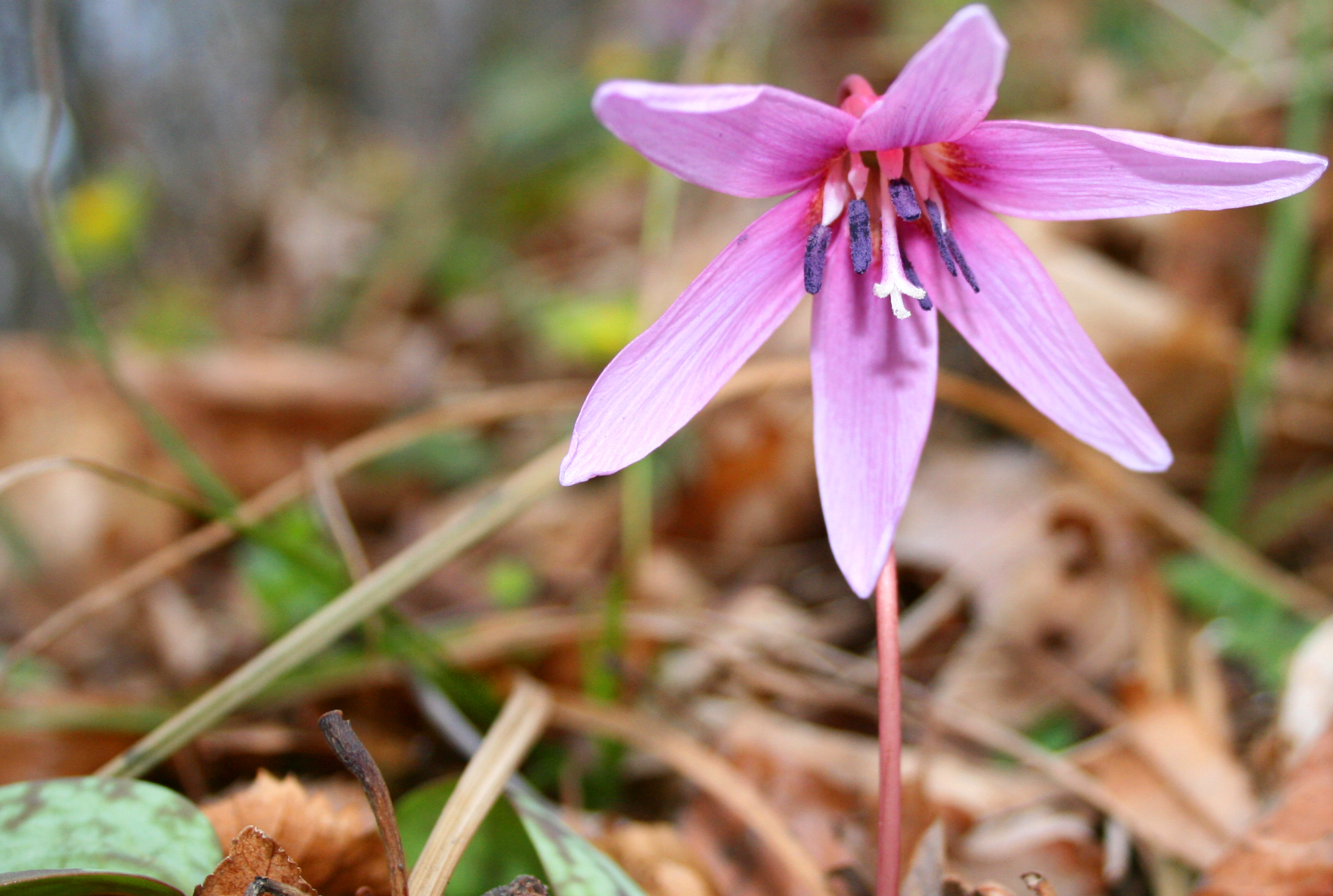 Close-up of a pink Dog's tooth flower with six petals and dark stamens, set against dry leaves and grass