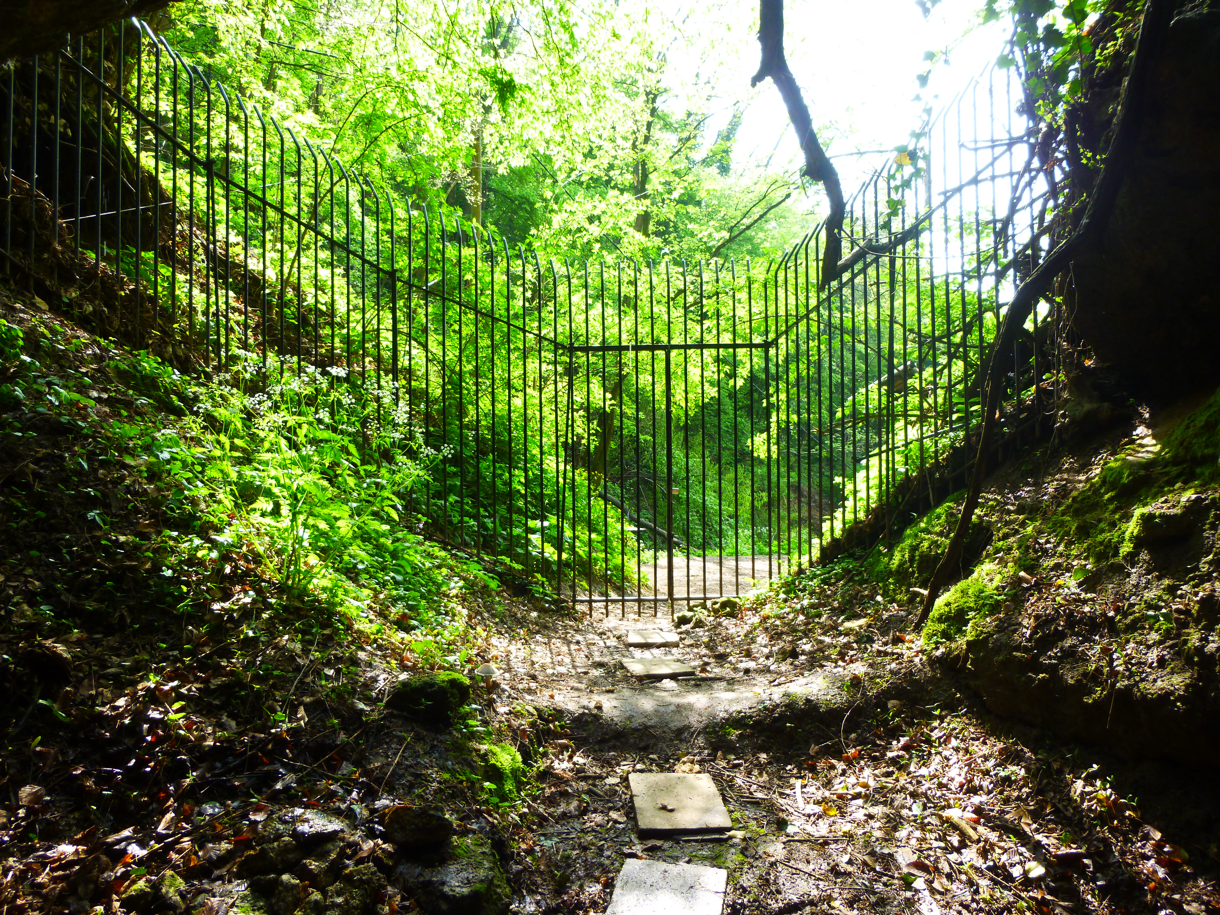 Stone path with stepping stones and metal gate surrounded by lush green forest and moss-covered rocks