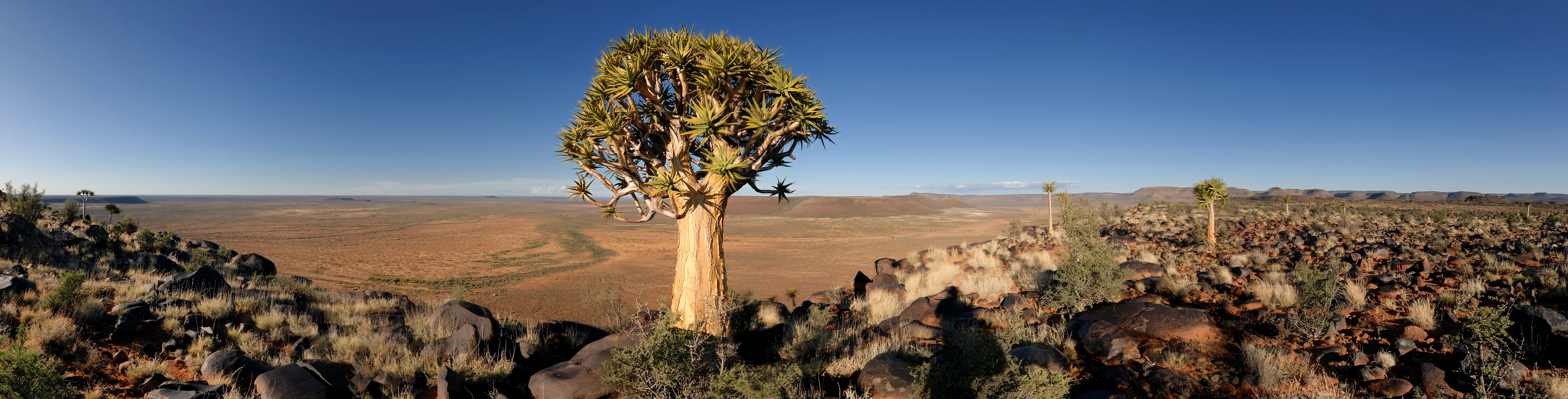 A quiver tree stands prominently in the foreground of a vast open landscape with rocky outcrops and a clear blue sky in Meerkat National Park, South Africa.