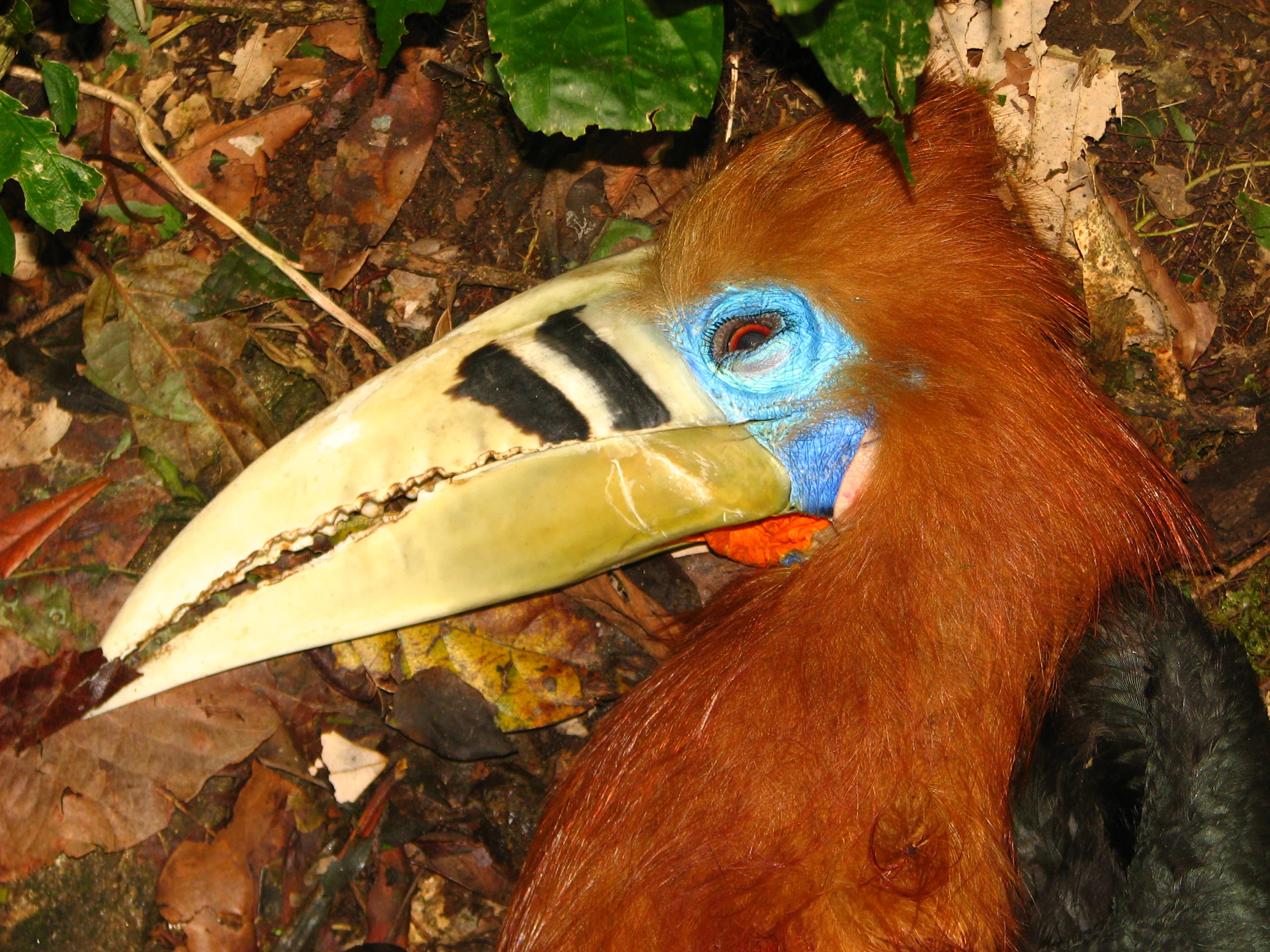 A close up side profile of a Rufous-necked Hornbill with distinct reddish-brown feathers and a large, pale, black-striped beak.
