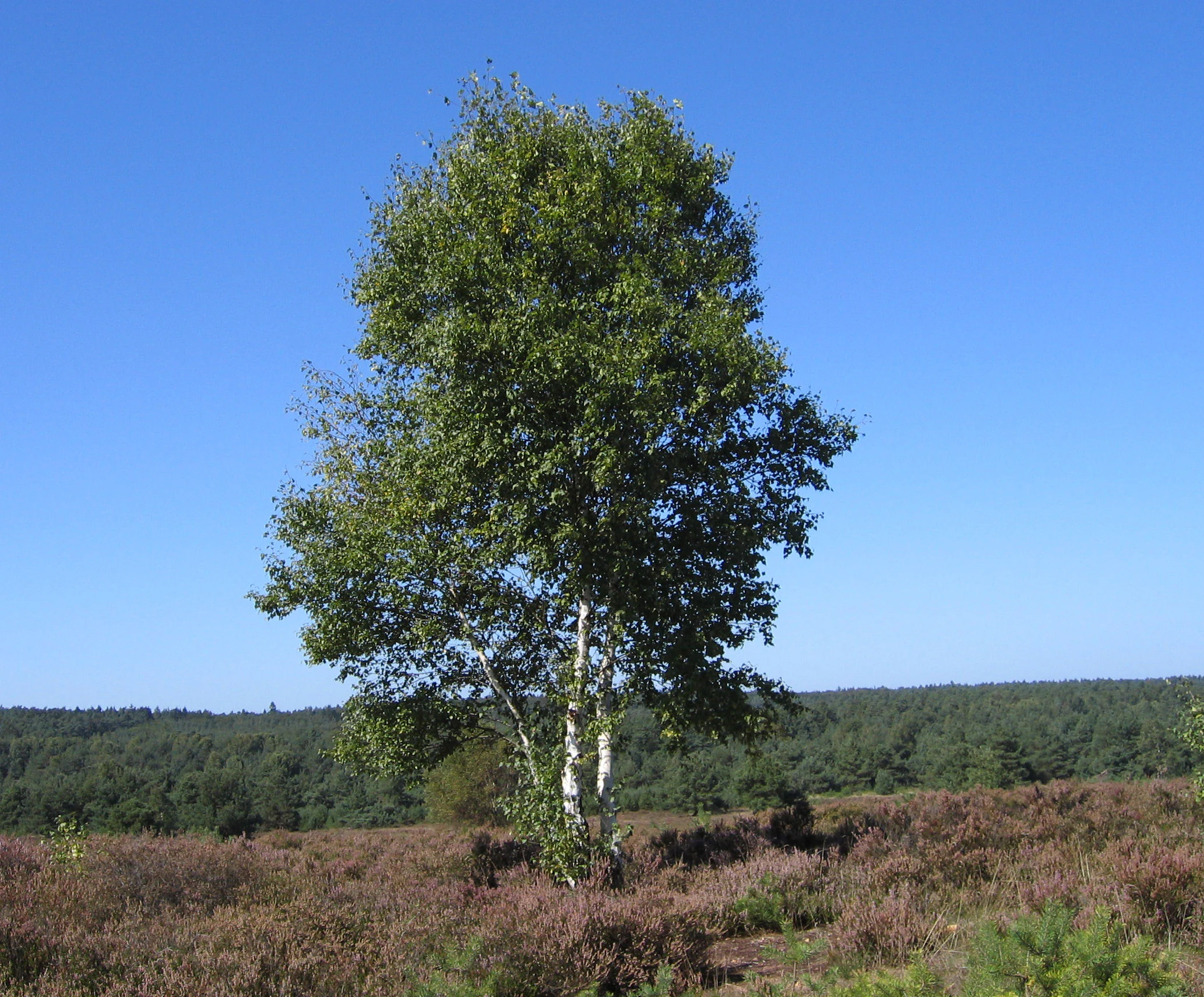 A birch tree with white bark and green leaves stands in the center of an open heathland landscape under a clear blue sky.