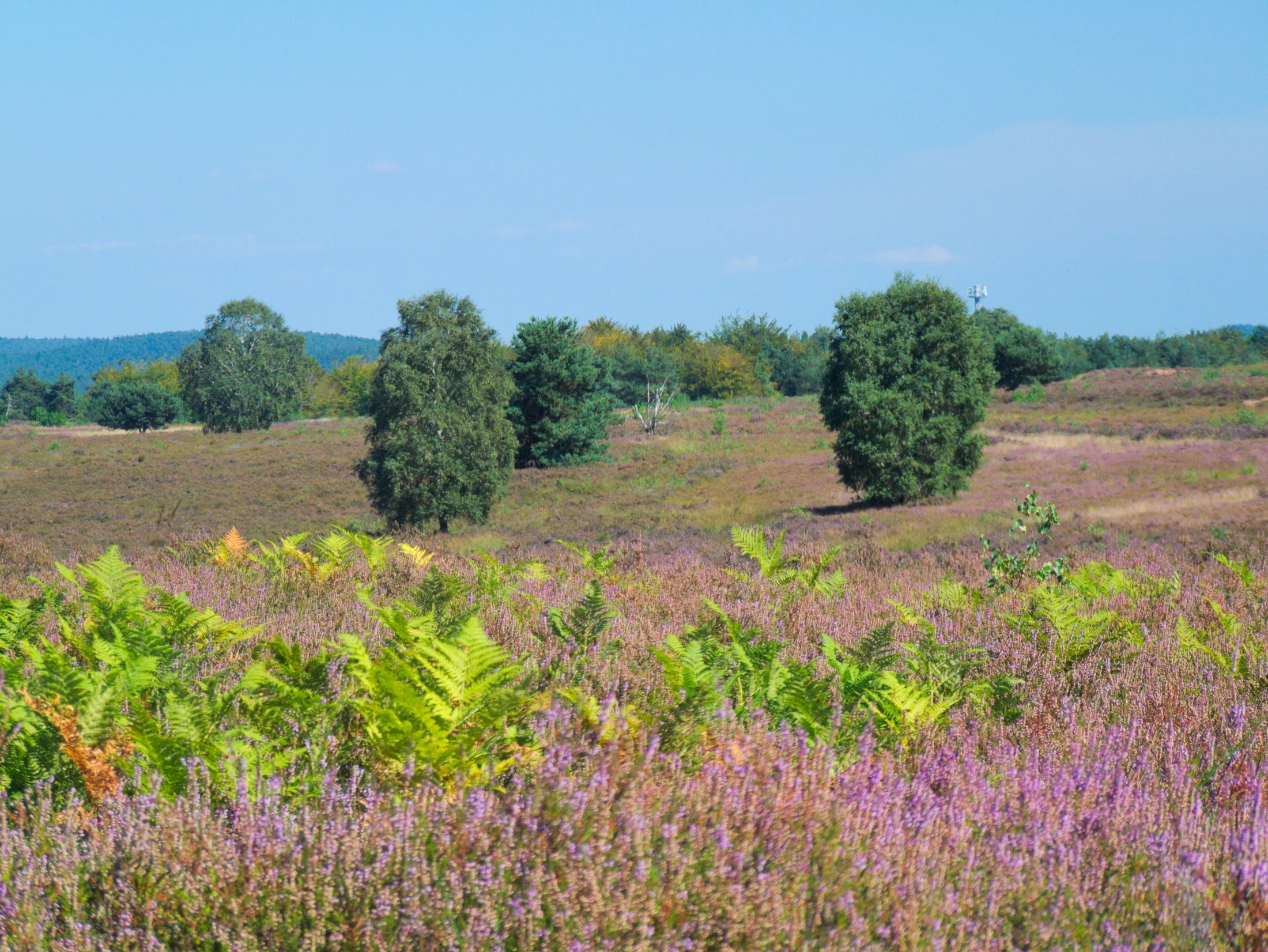 A wide view of the Mehlinger Heide heathland during the purple blooming season, featuring scattered green trees and bright green ferns in the foreground under a clear blue sky.