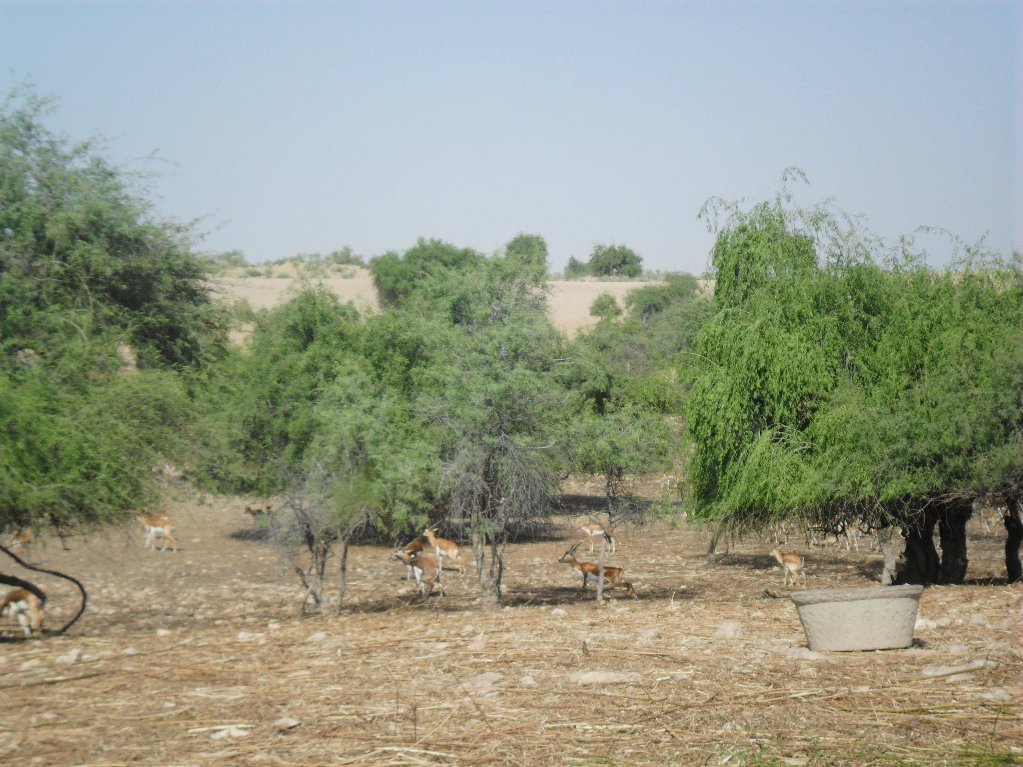 A group of deer grazing and resting under trees in a dry, open woodland setting with a water trough in the foreground.