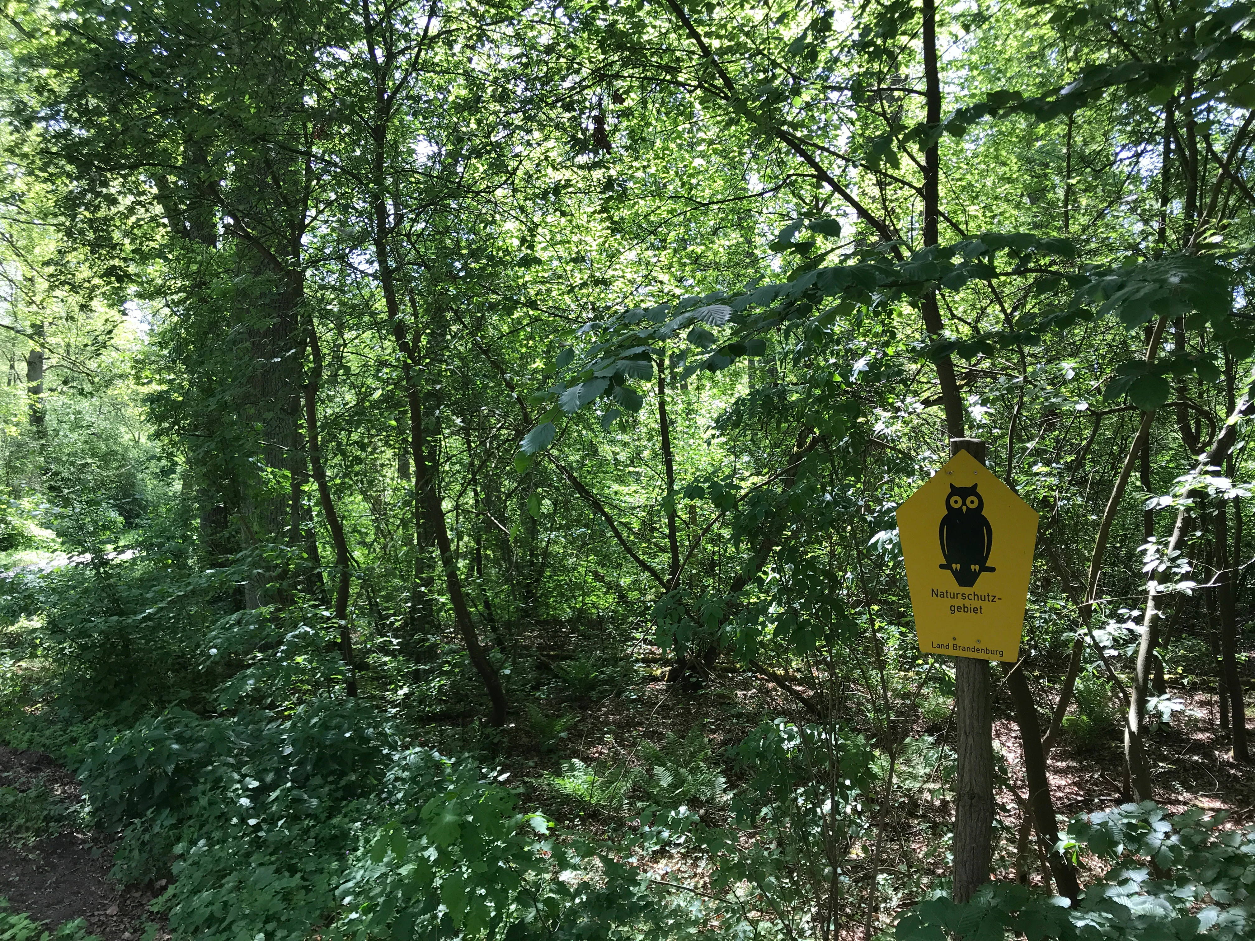 A yellow pentagonal sign with a black owl silhouette attached to a wooden post, standing in a dense green deciduous forest.