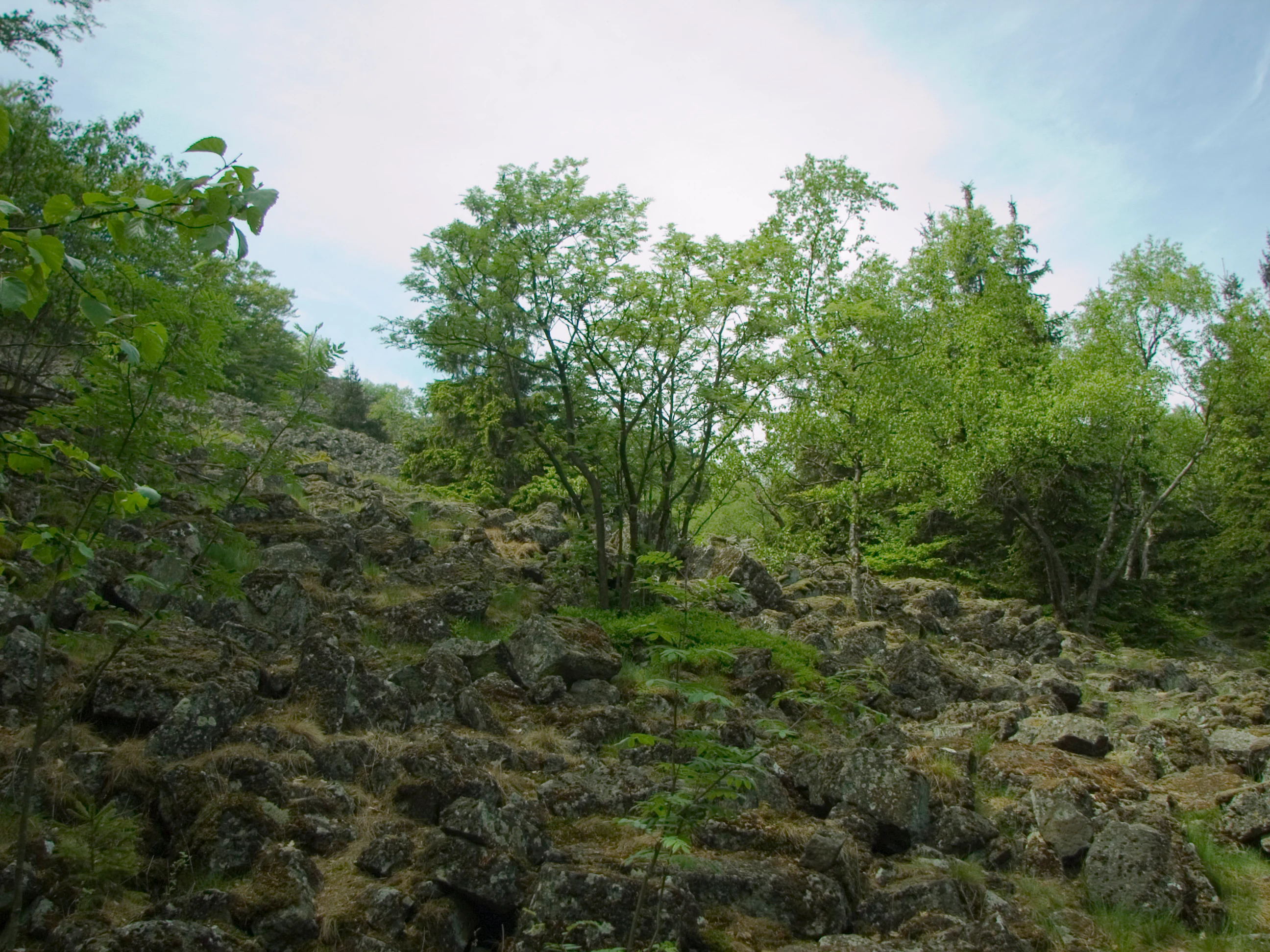 A wide view of a rocky block field strewn with large basalt stones, interspersed with green deciduous trees and shrubs under a hazy sky.
