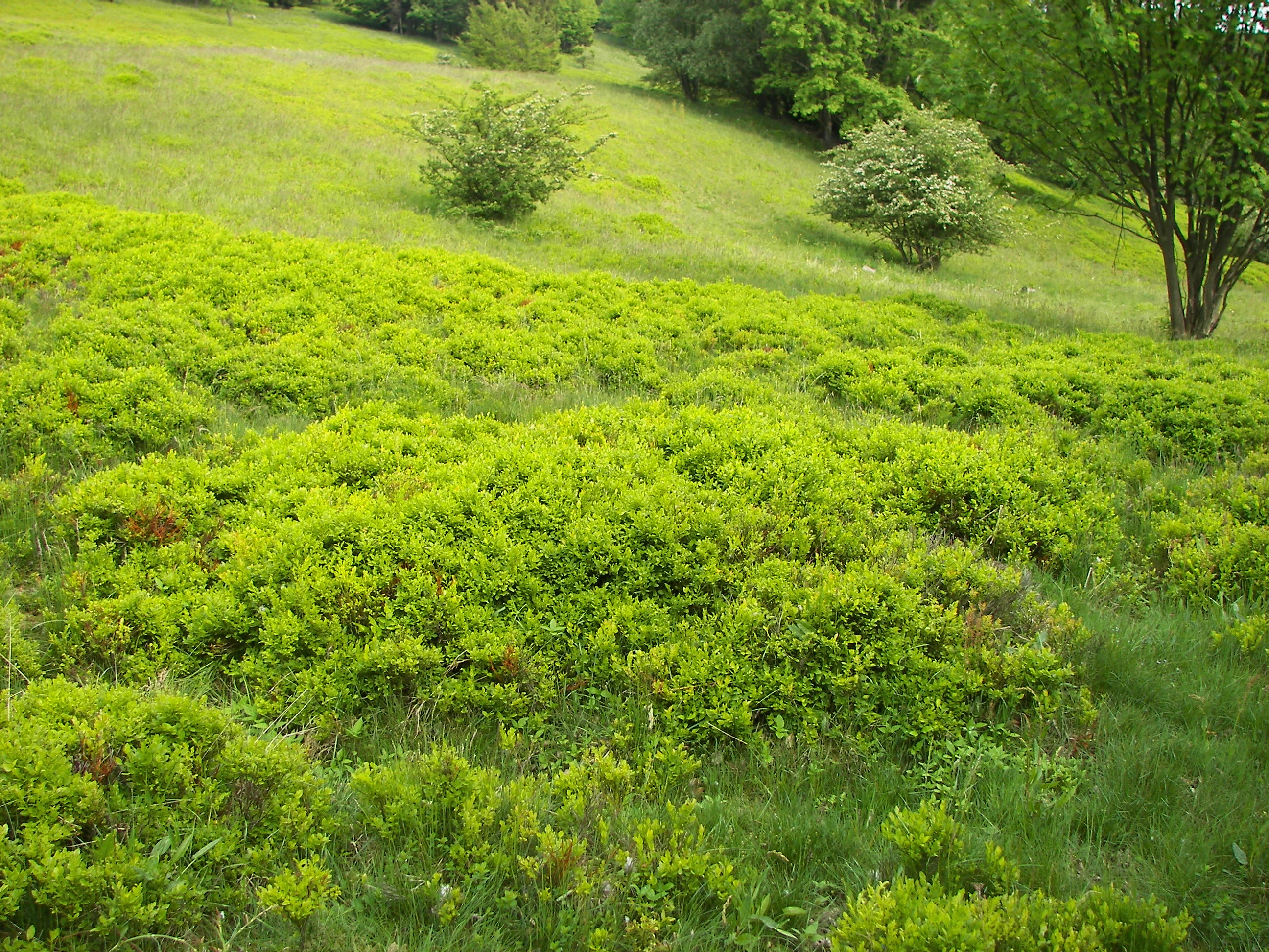 A sloped grassy meadow covered with patches of low, bright green blueberry bushes and scattered shrubs under overcast lighting.