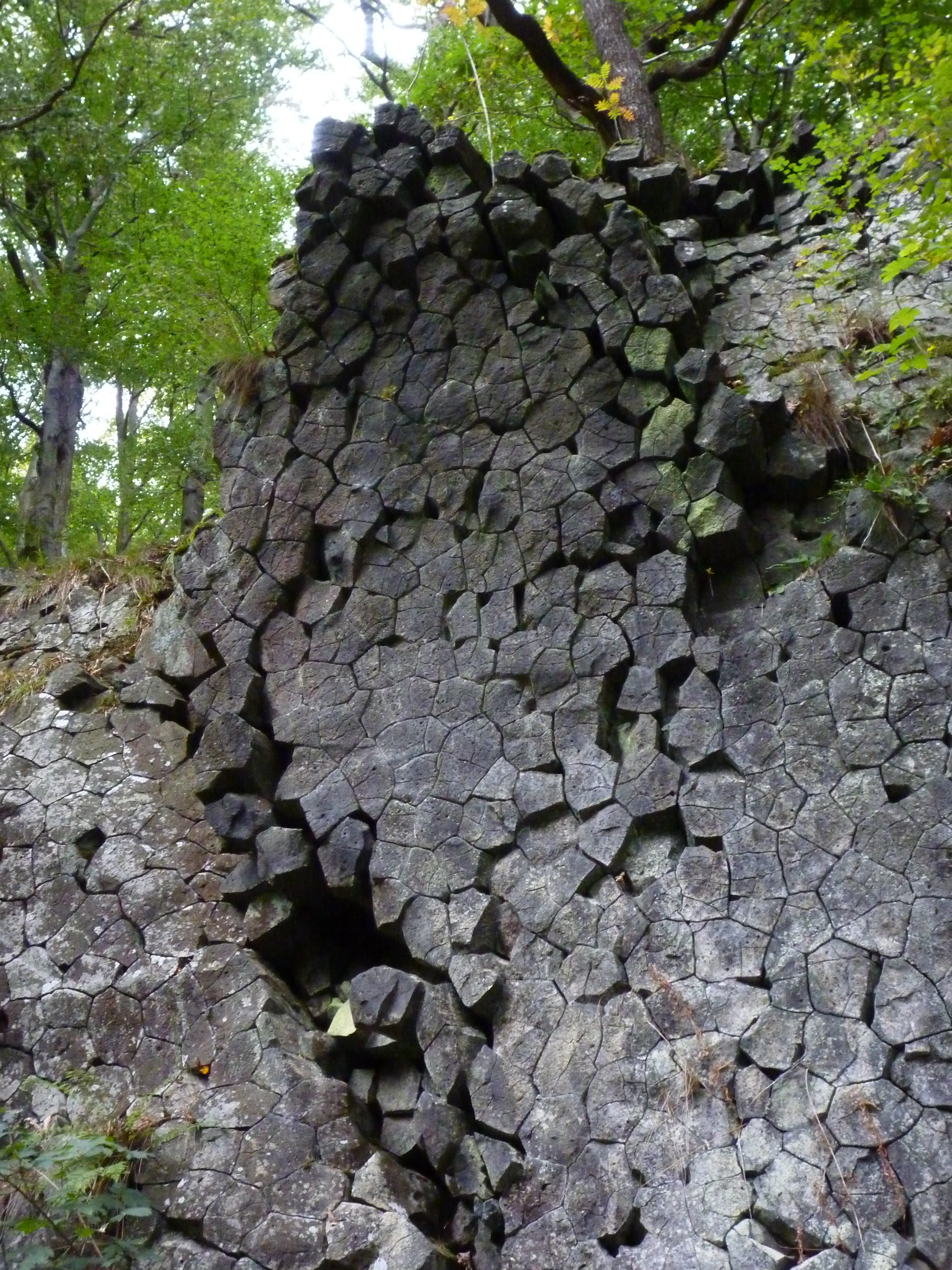 A close-up view of dark, hexagonal basalt columns forming a vertical cliff face, framed by green forest foliage.