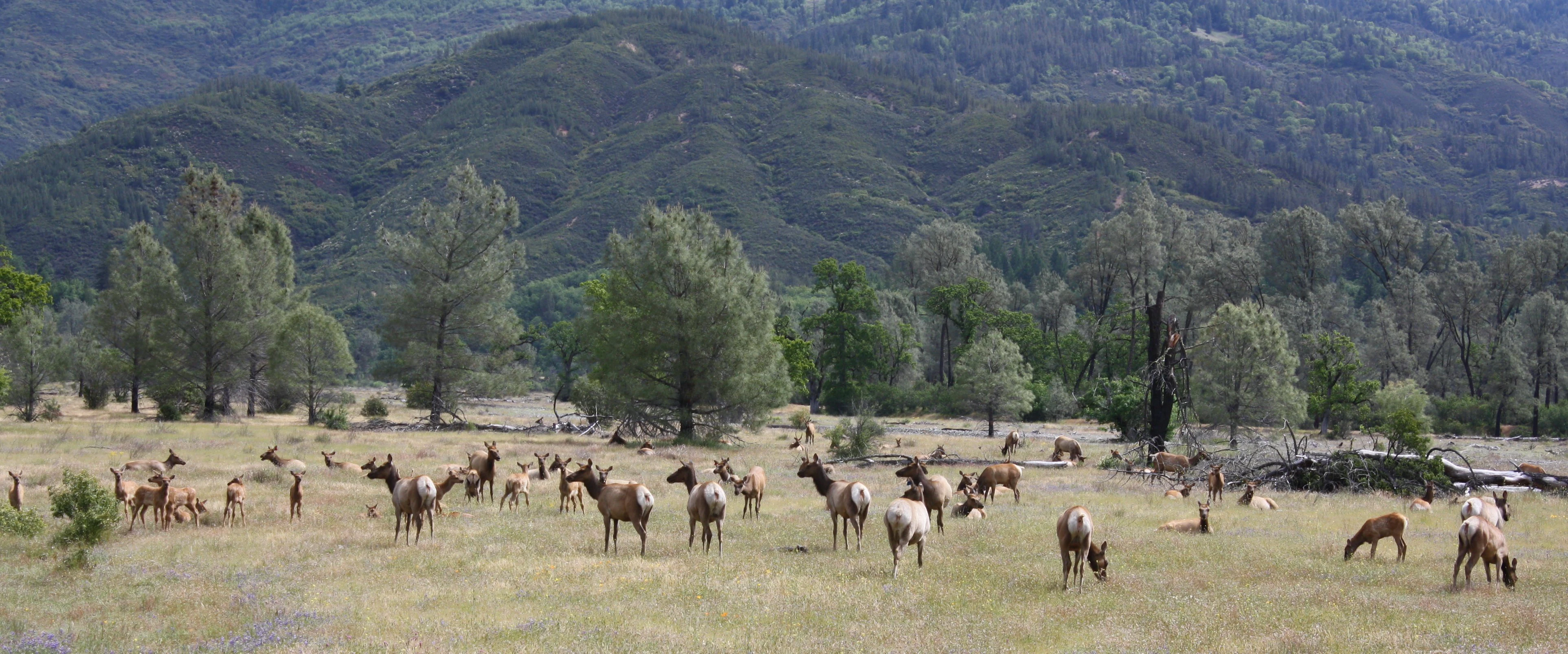 A large herd of Tule Elk grazing in an open grassy meadow with scattered trees and a mountain range in the background.