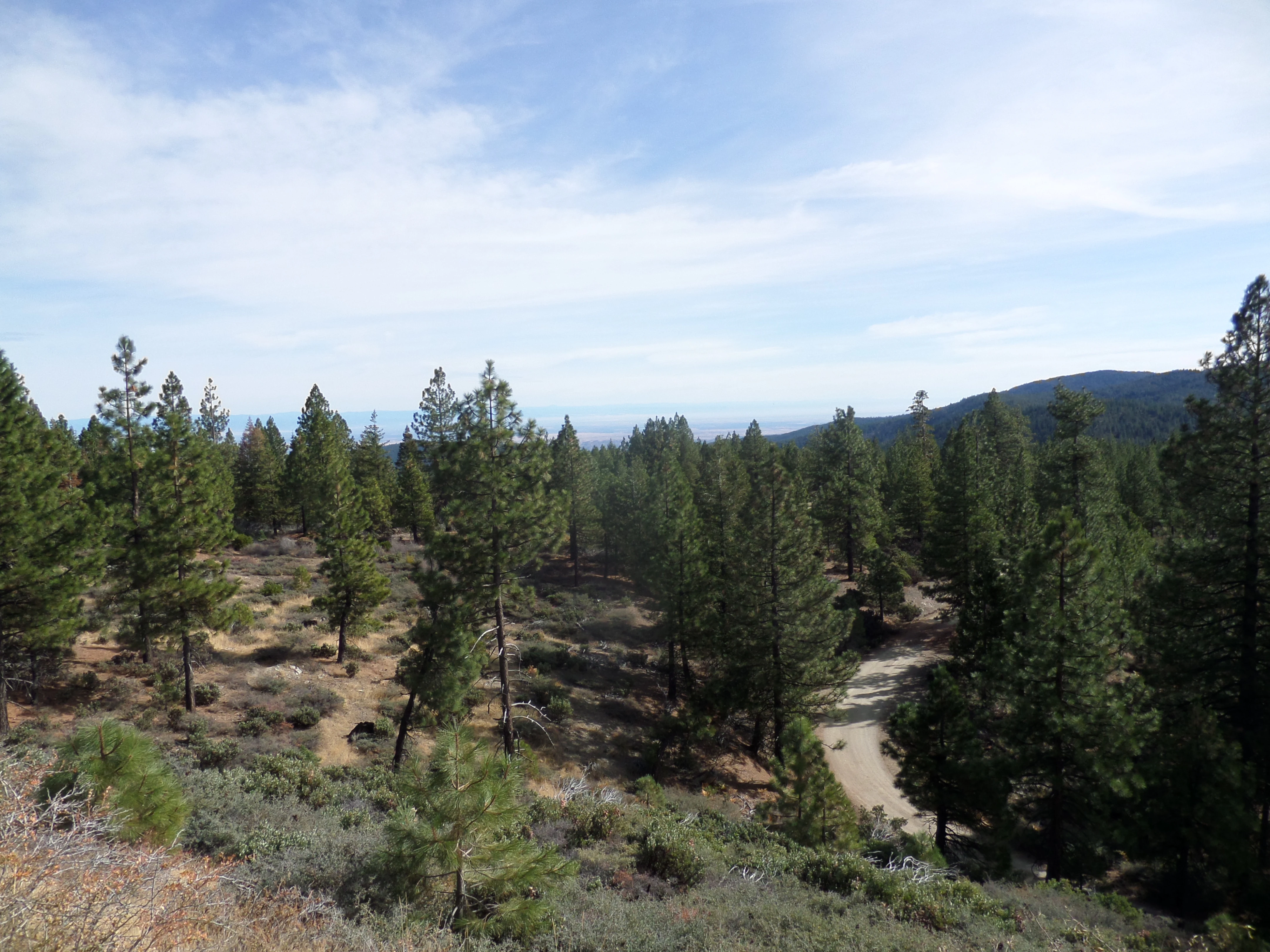 A dirt road winds through a pine forest in a hilly landscape under a blue sky.