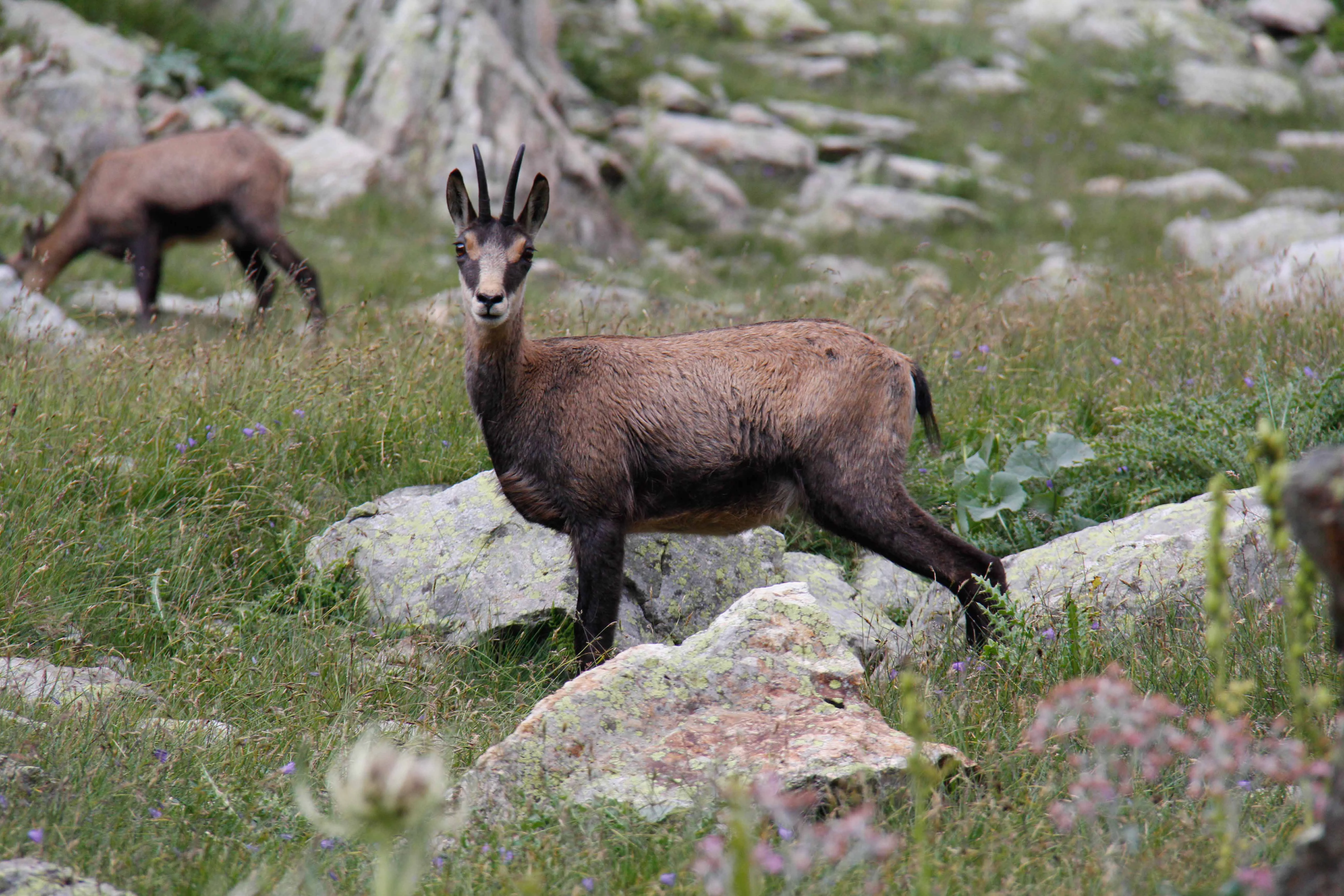 A chamois stands on rocky ground with green grass and wildflowers, another chamois grazing in the background
