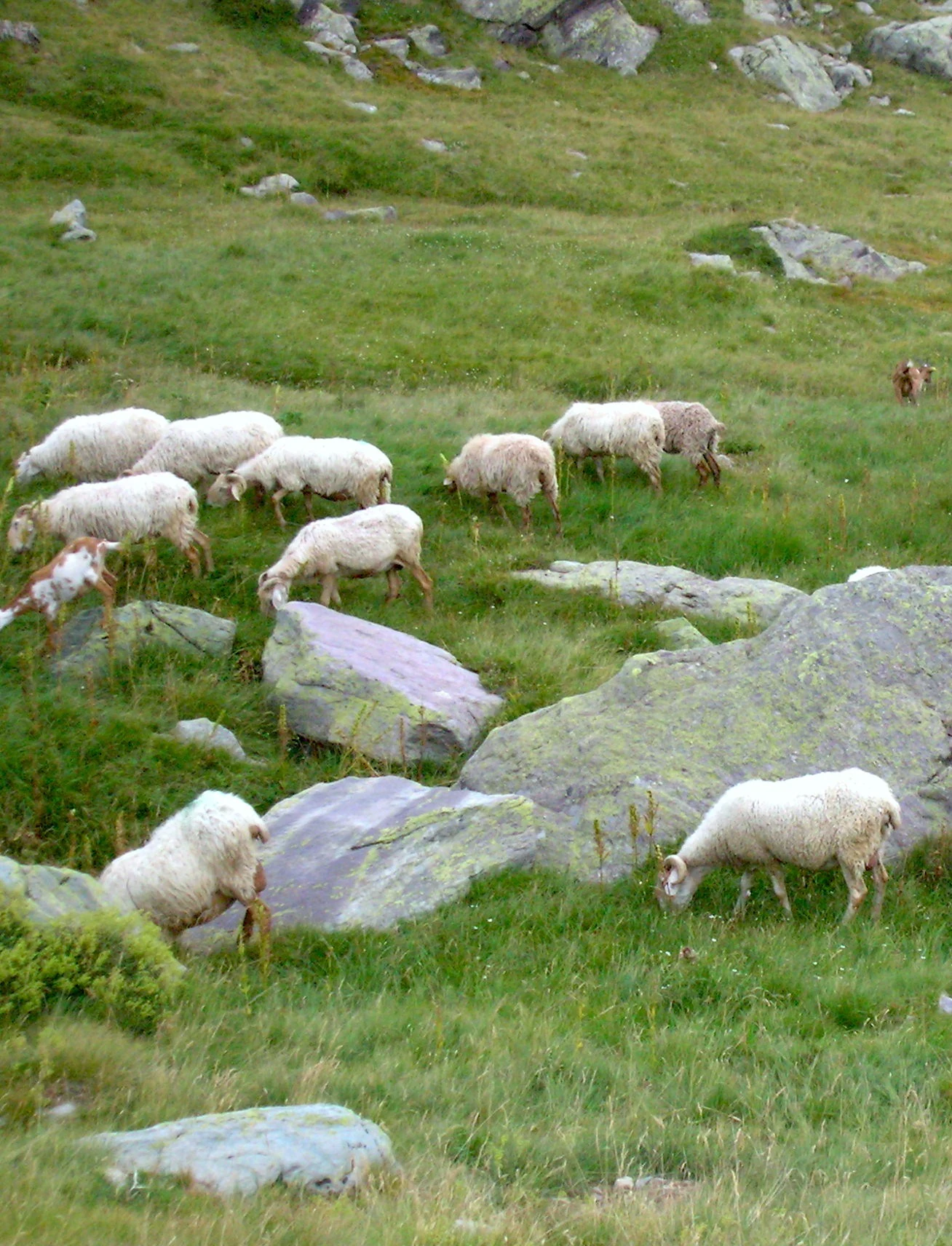 Sheep grazing on a grassy alpine hillside with large rocks