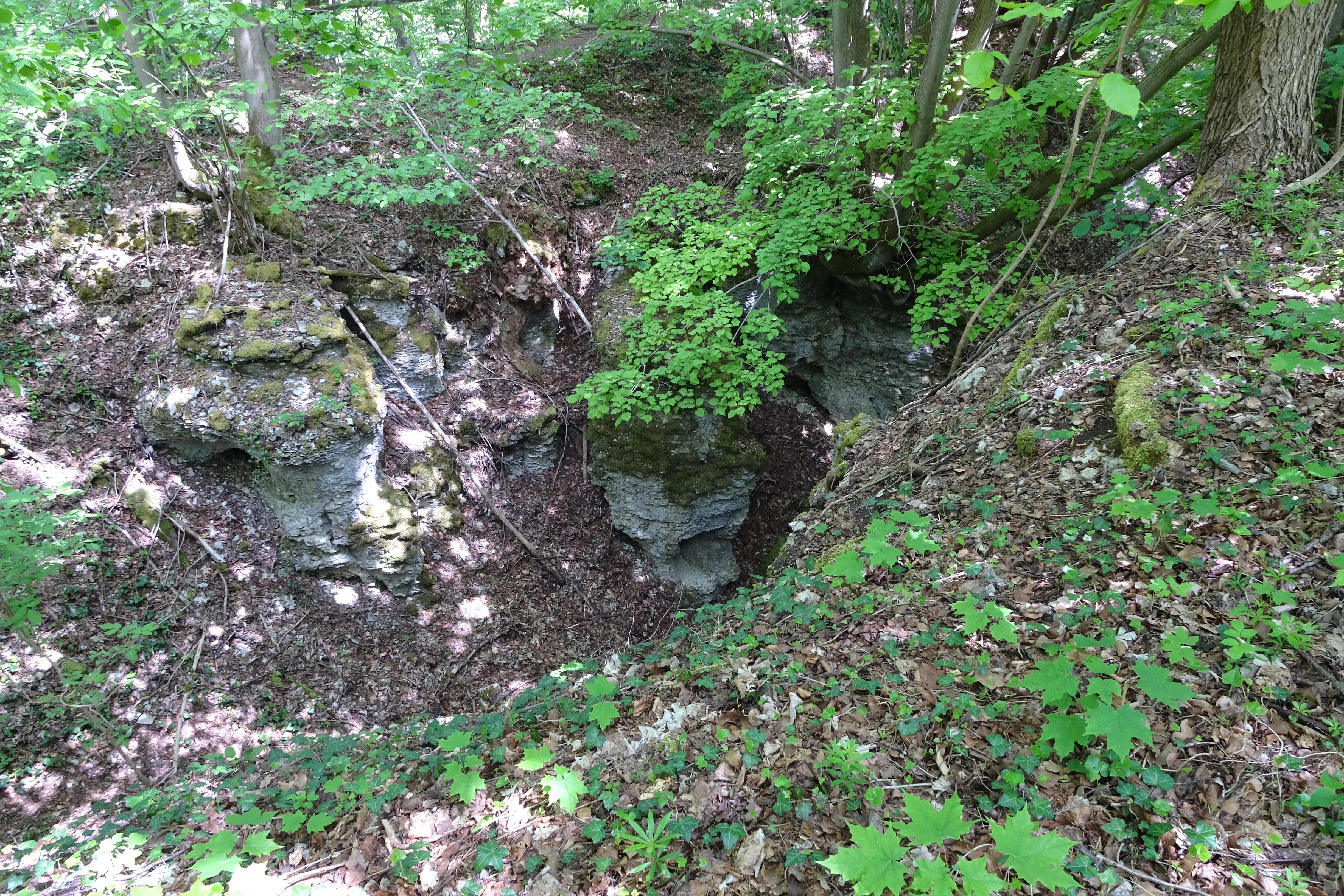 Una vista en ángulo alto de una grieta o hendidura geológica profunda y estrecha en un área de piedra caliza boscosa, que muestra acantilados rocosos expuestos parcialmente cubiertos de musgo, rodeados de árboles de hoja caduca y hojarasca.