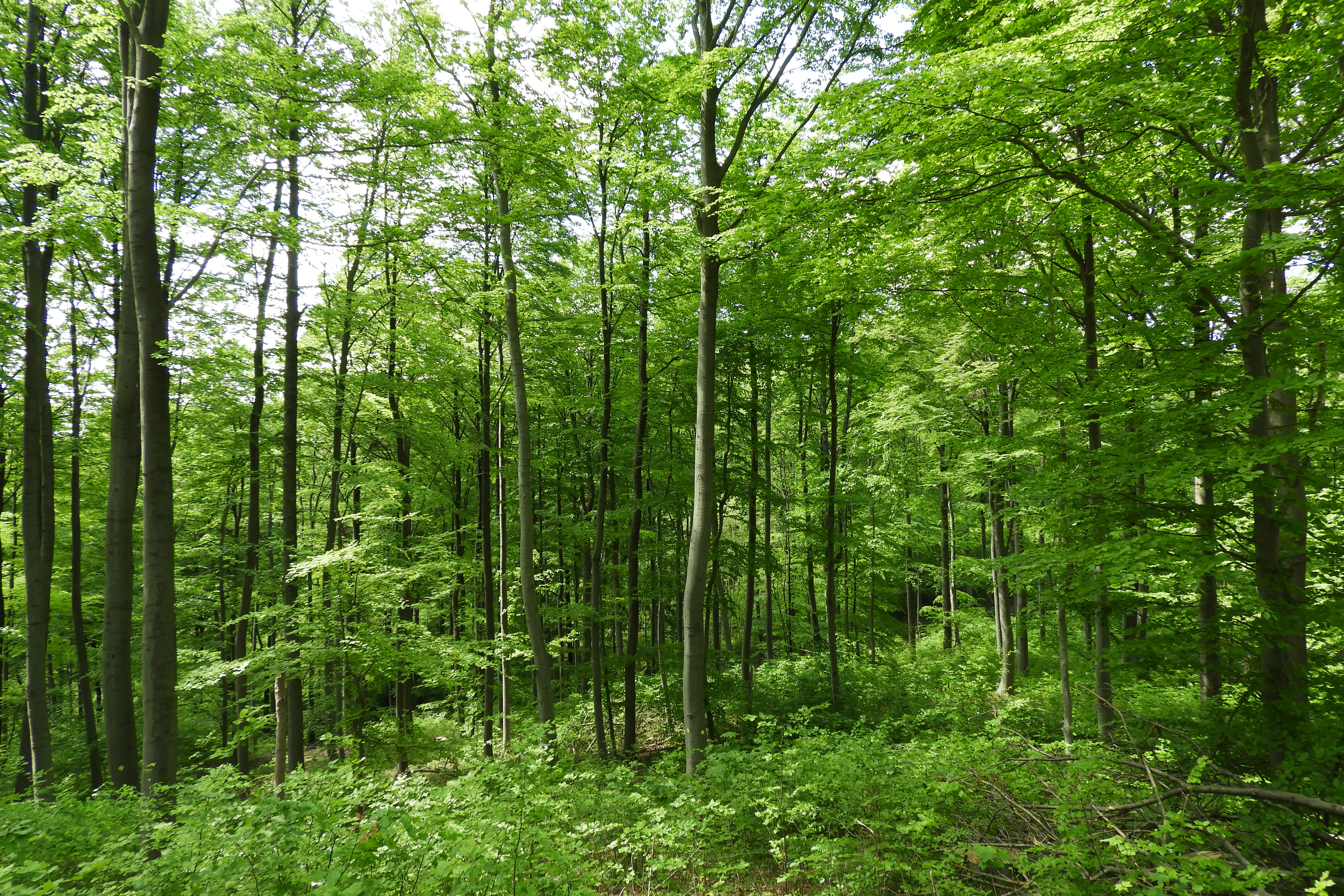 Un denso bosque de hayas altas y esbeltas con un vibrante follaje primaveral verde, formando un dosel cerrado sobre el suelo del bosque.