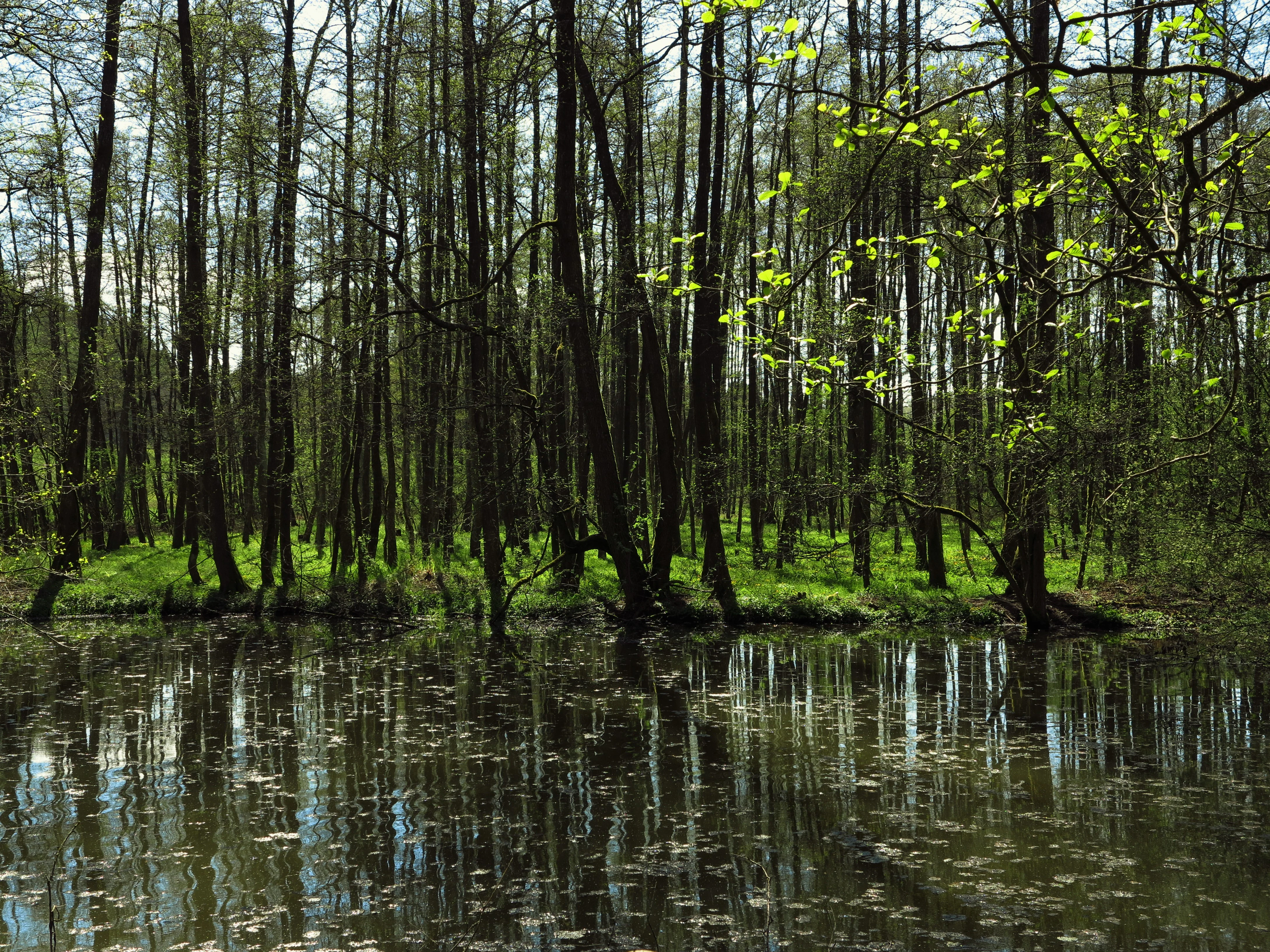 Merzhäuser Teiche Nature Reserve