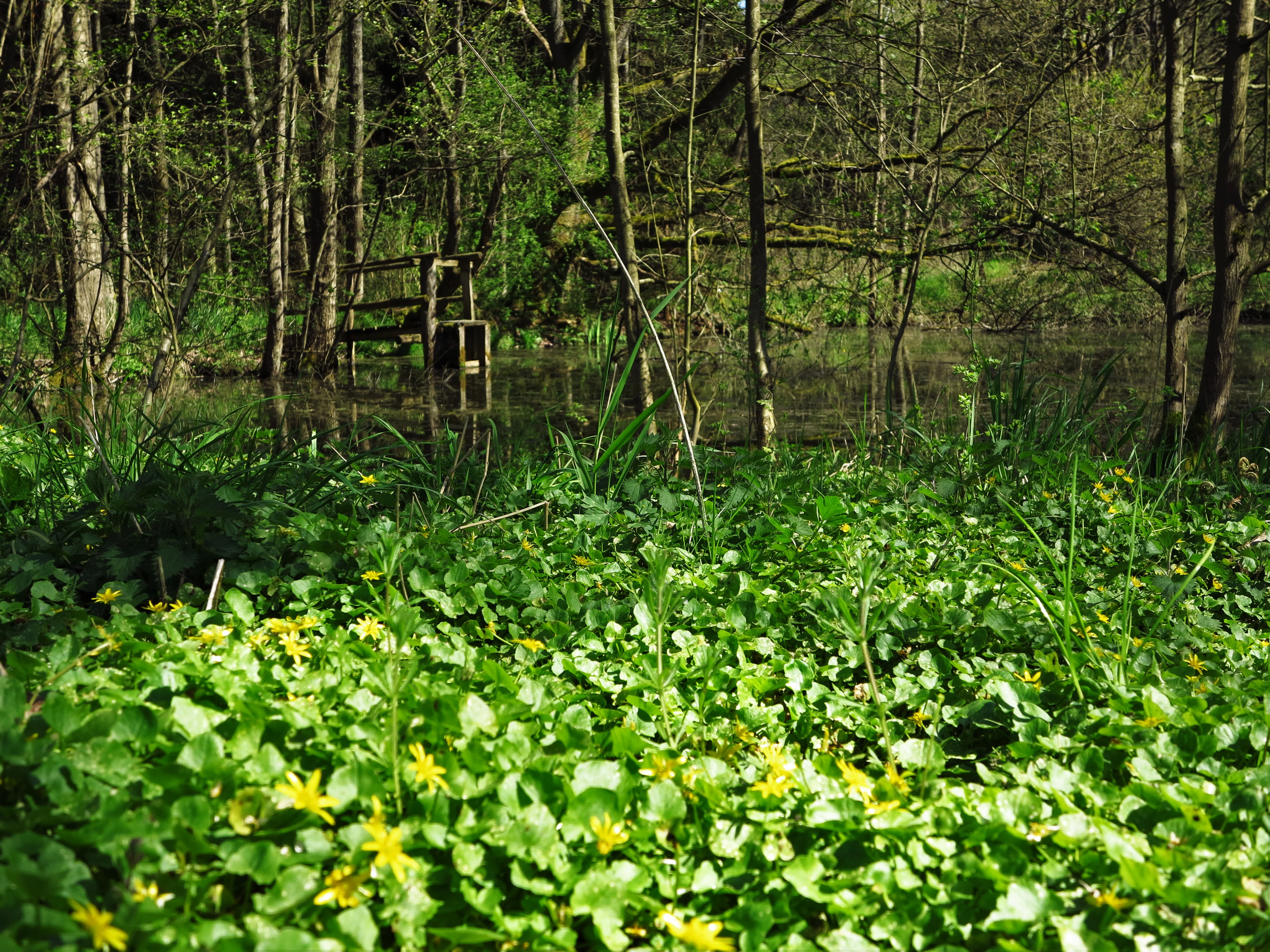 Merzhäuser Teiche Nature Reserve
