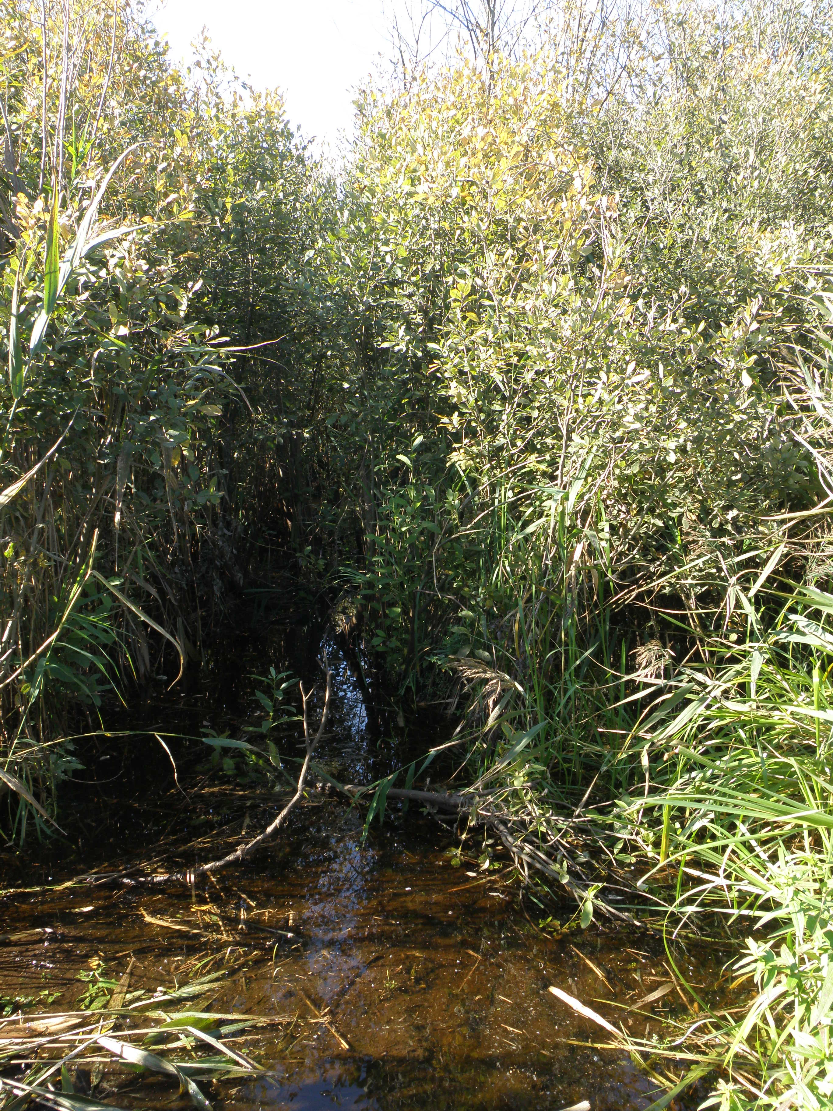The Pol River anabranch