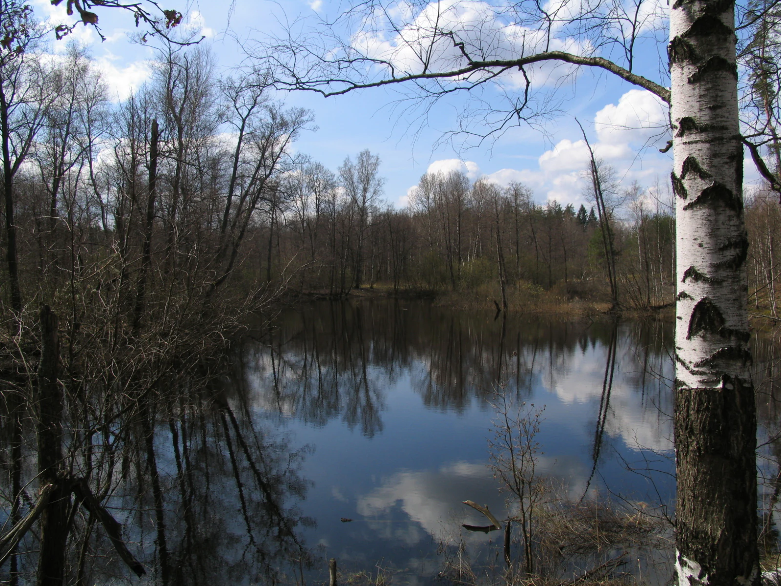 Meshchera Lowlands Landscape