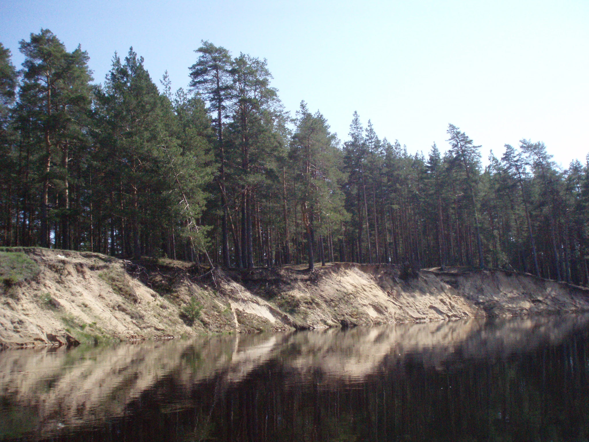 A calm river flows past a steep sandy riverbank lined with tall pine trees.