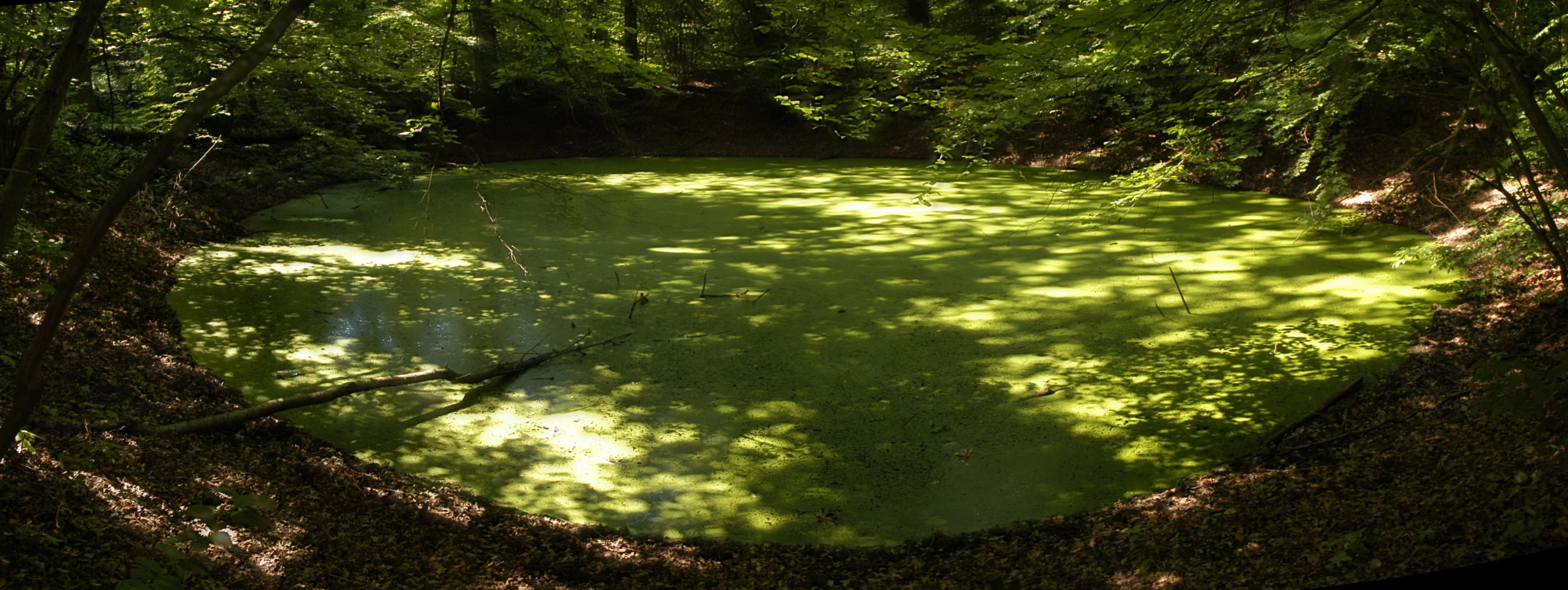 A circular crater filled with green, algae-covered water, set within a lush forest in the Meteoryt Morasko nature reserve.