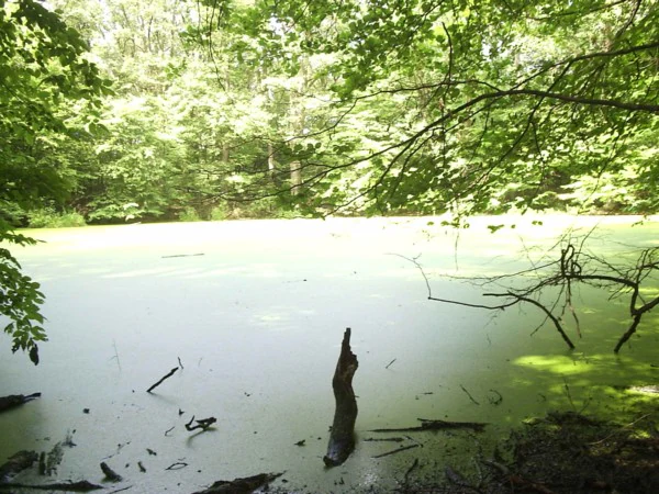 A stagnant pond in a forest setting, entirely covered in a thick layer of green duckweed, with a dark tree stump protruding from the surface.