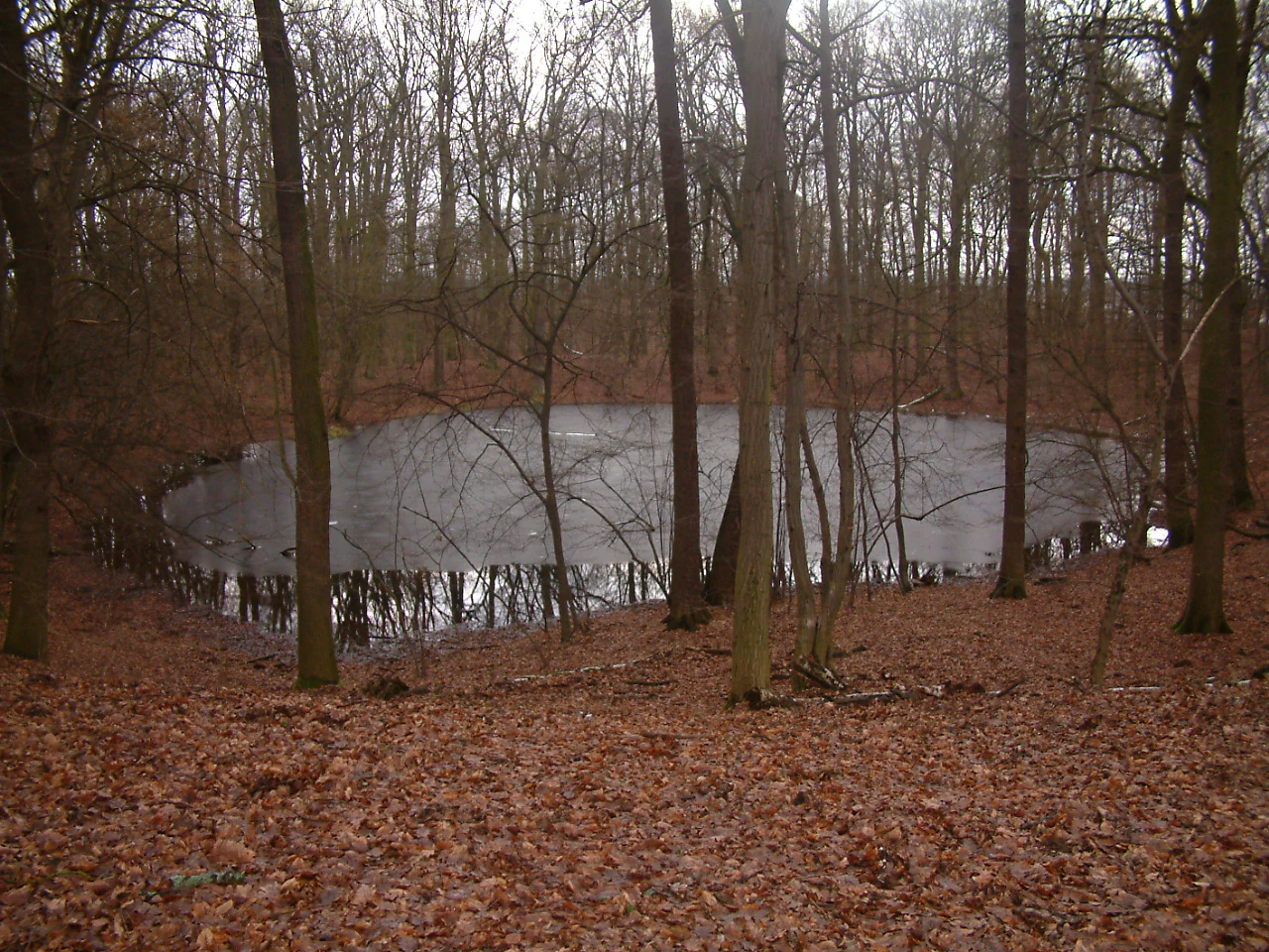 A circular crater depression filled with icy water, surrounded by a deciduous forest floor covered in fallen brown leaves in winter.