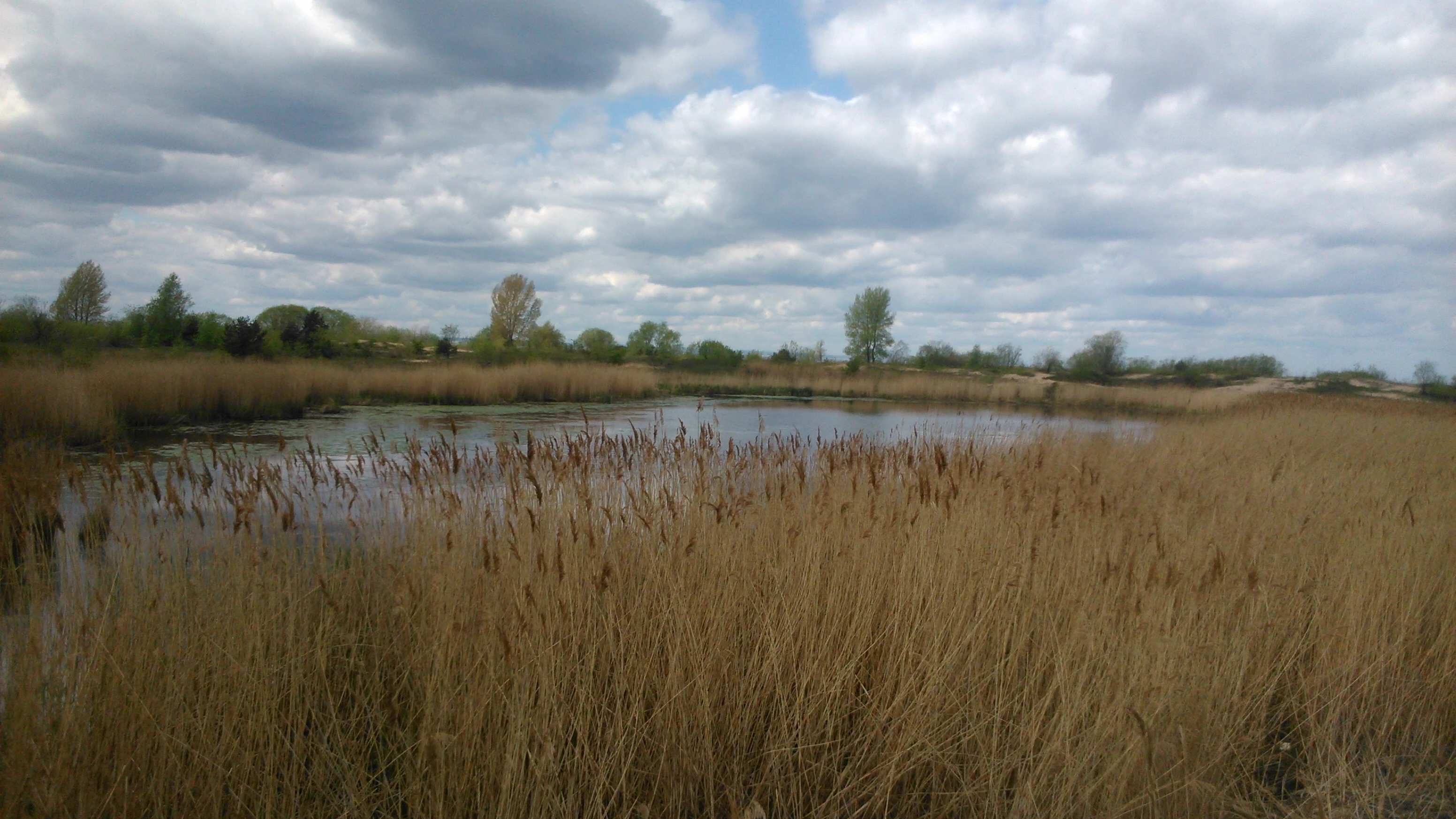 A wide view of a calm, shallow pond surrounded by tall, golden-brown reeds under a cloudy sky.