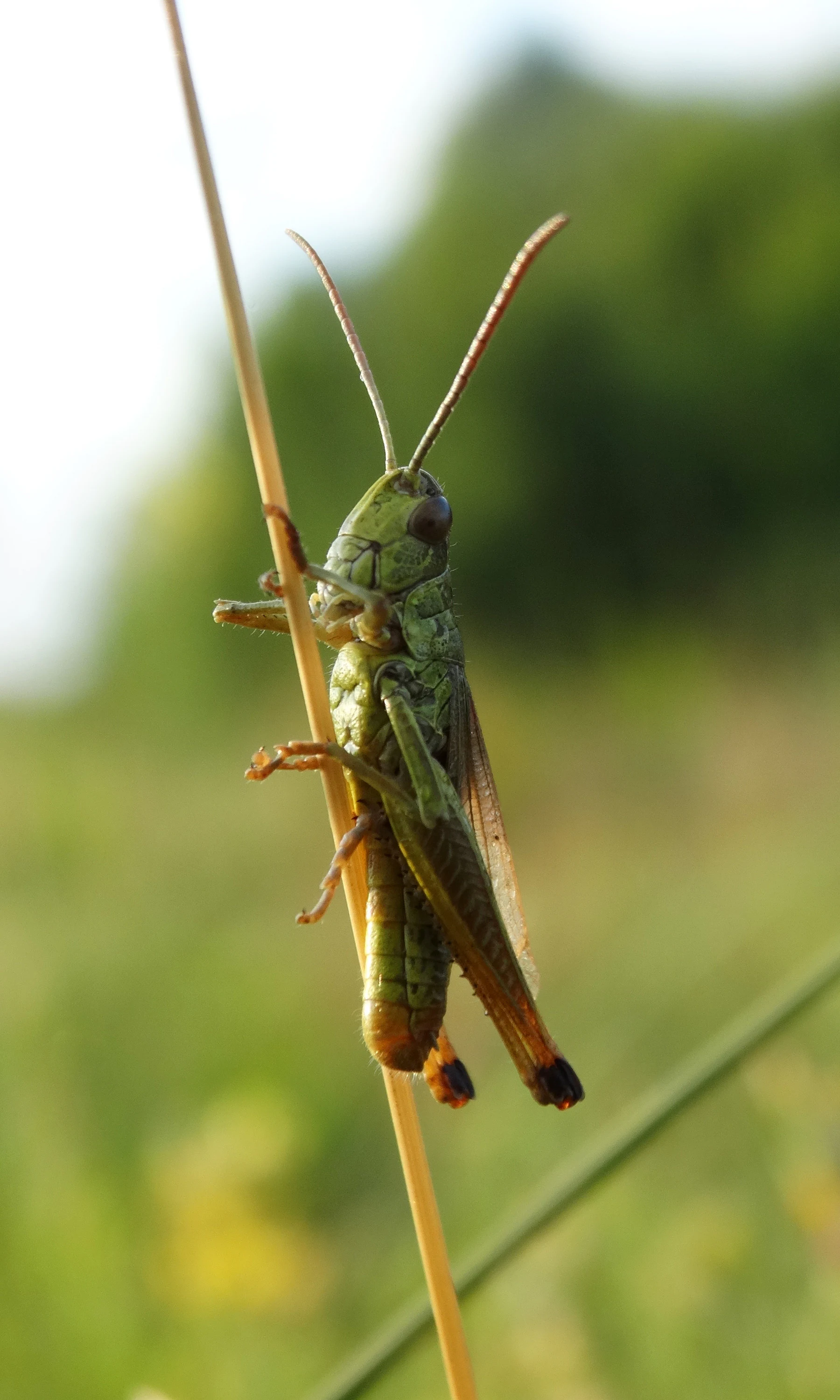 A green grasshopper clinging to a tall blade of grass with a blurred green field background