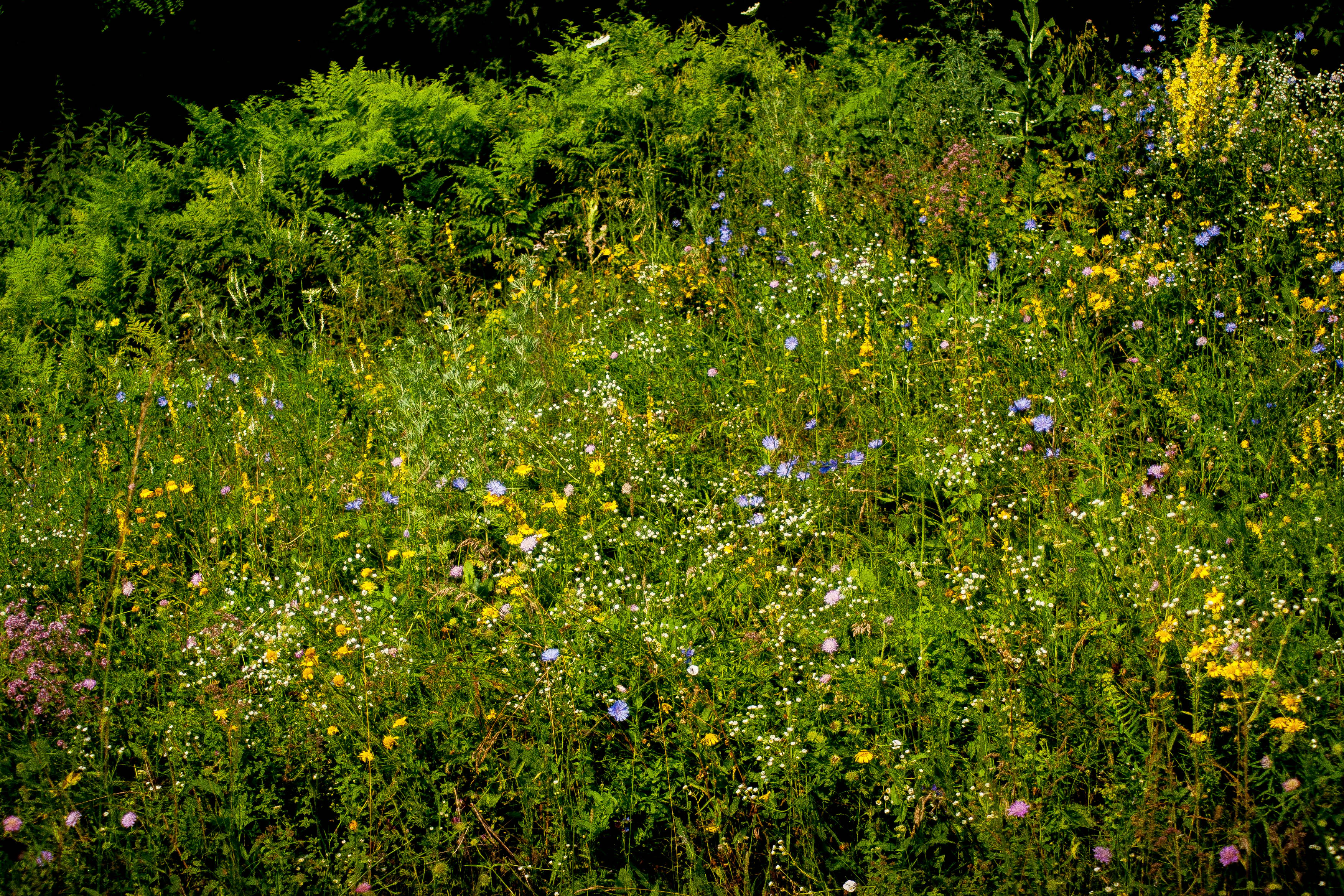 Lush meadow with various wildflowers including yellow, blue, white, and pink blooms on a river floodplain