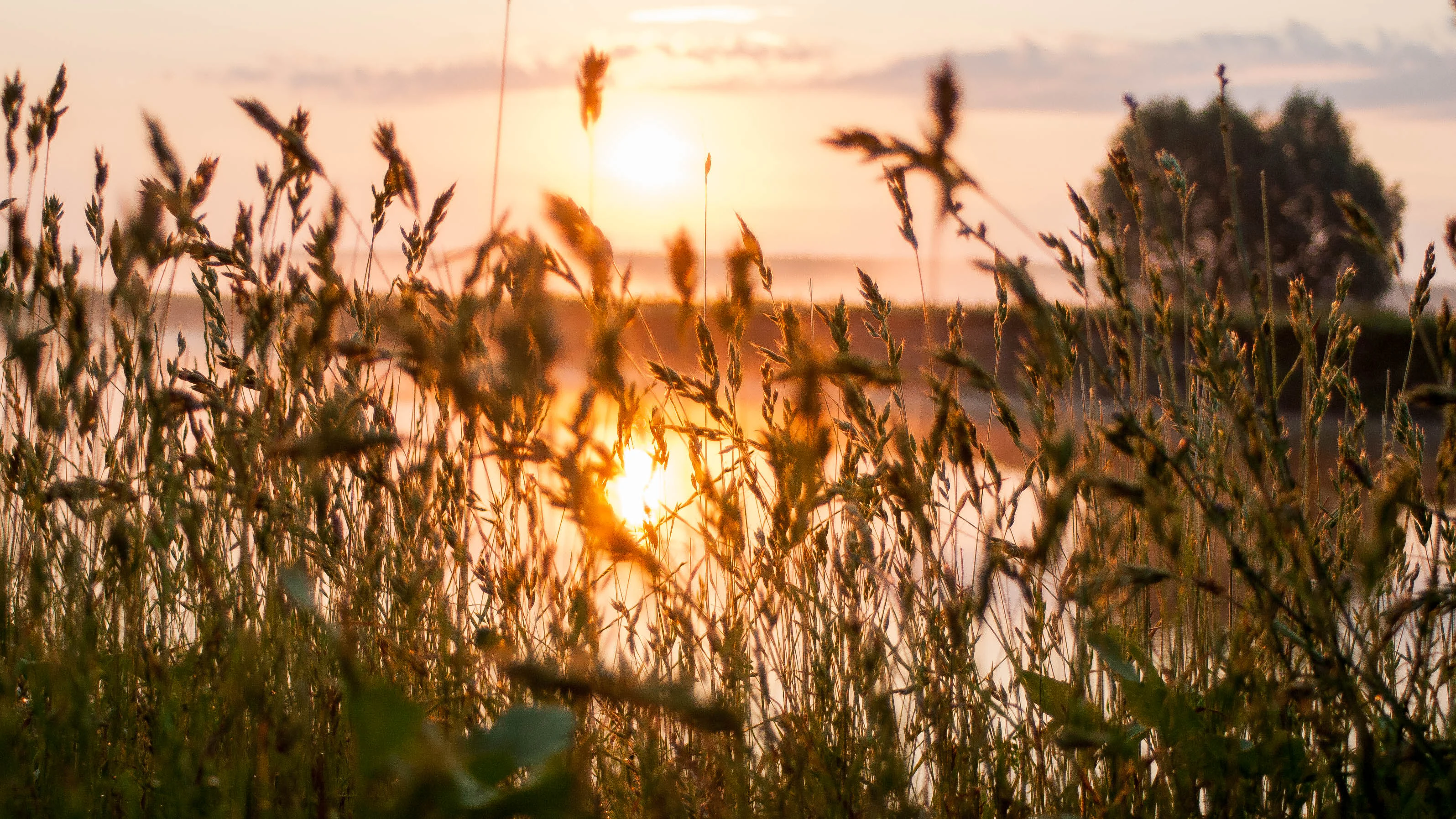 Tall grasses in the foreground with the sun setting over the Desna River, a tree visible in the background