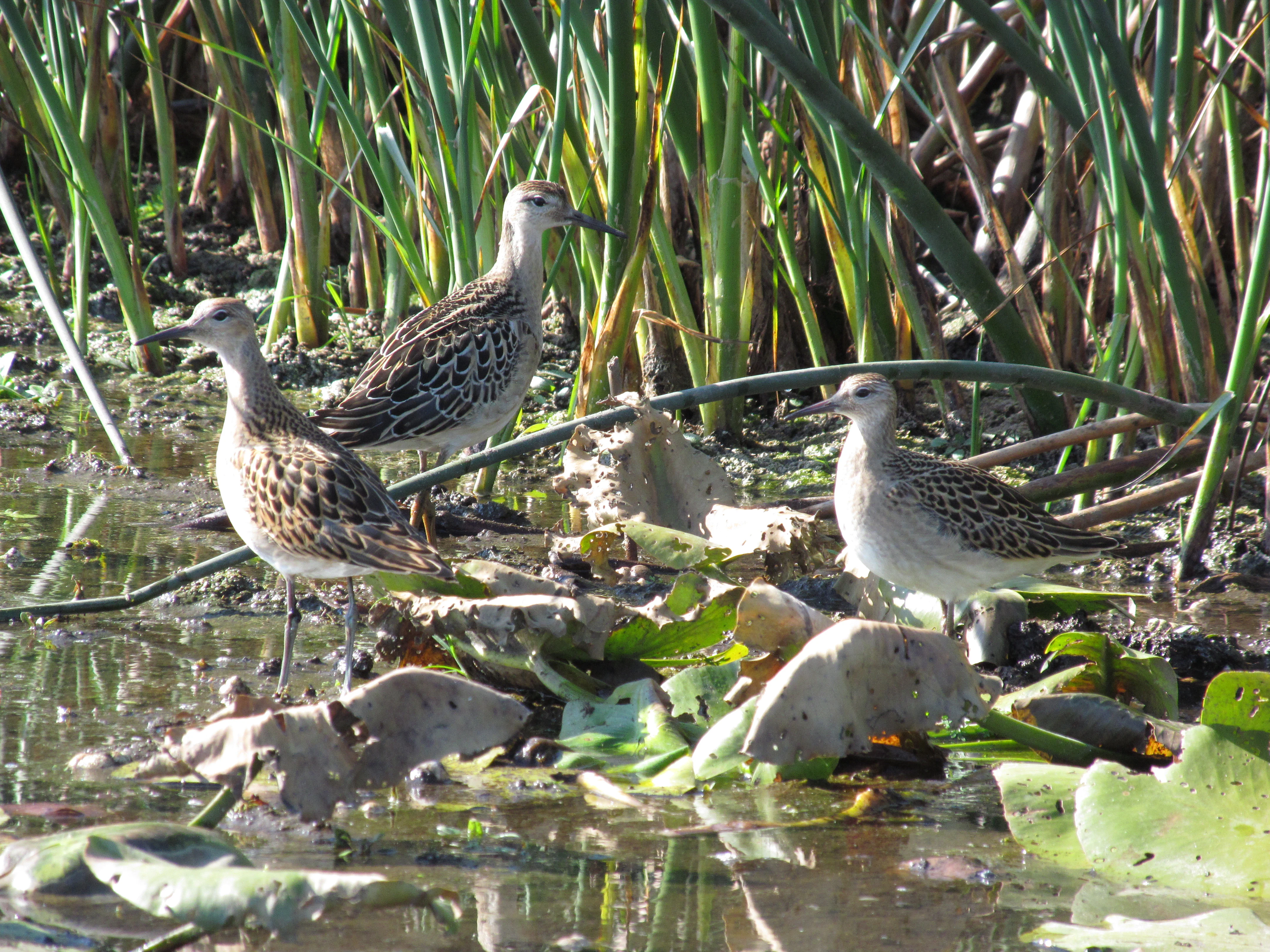 Three brown and white patterned birds standing in shallow water surrounded by lily pads and tall reeds