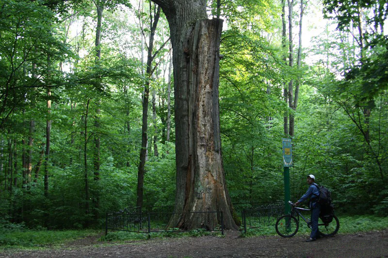 Large ancient oak tree in a forest with a person riding a bicycle and a signpost, surrounded by green trees and foliage
