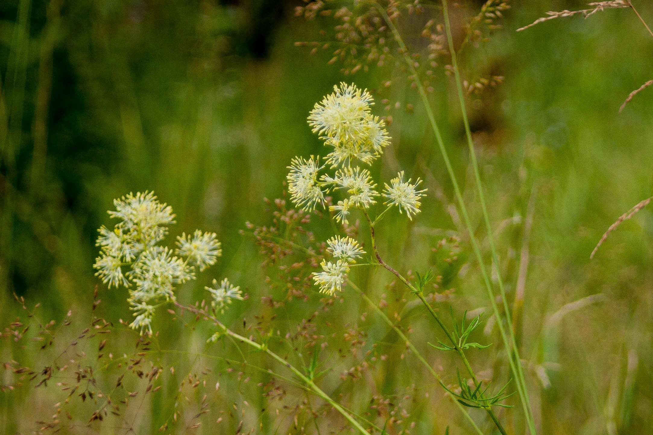 Yellow and white wildflowers growing among tall grasses in a meadow