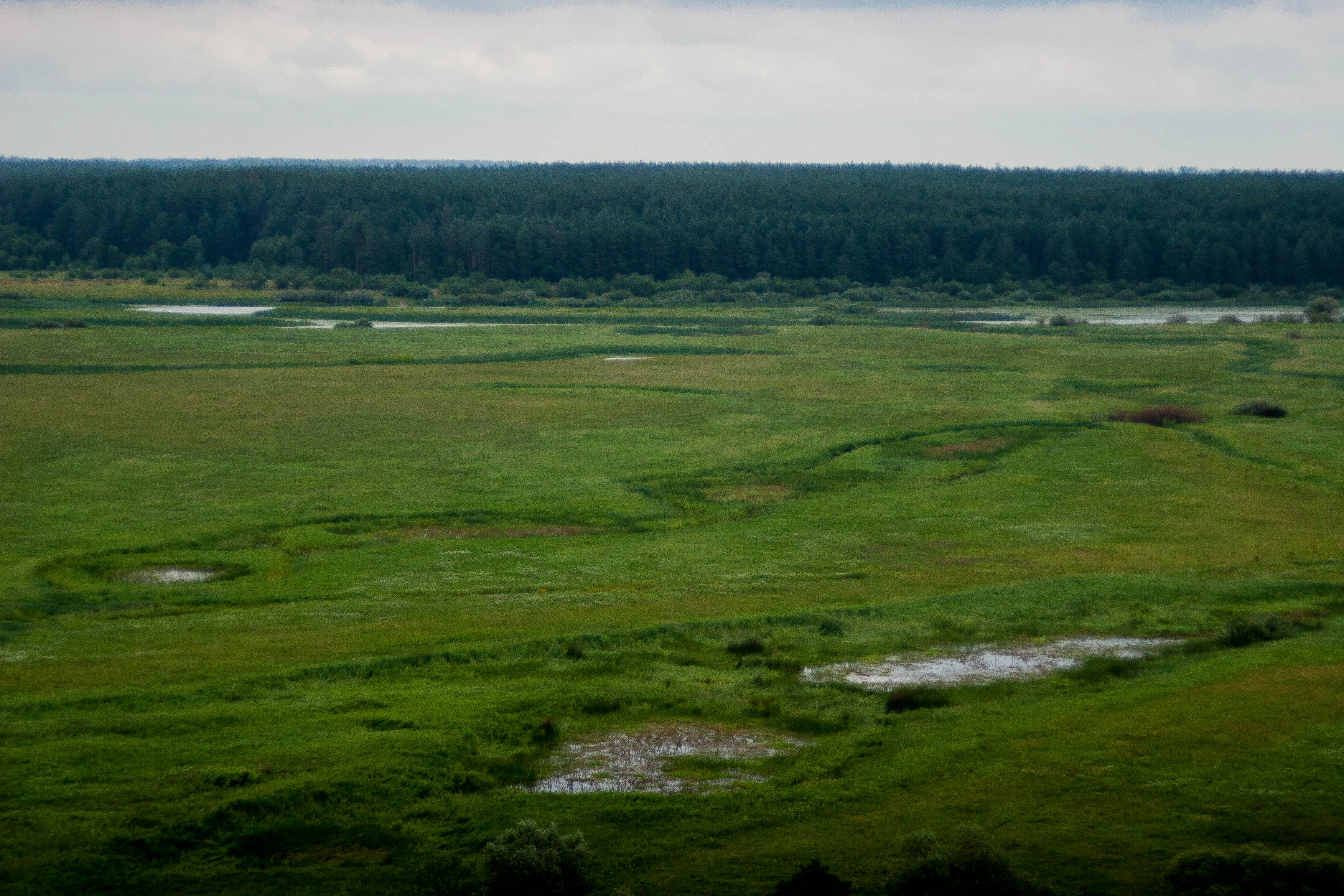 Wide green landscape with scattered water pools and dense forest in the distance under a cloudy sky