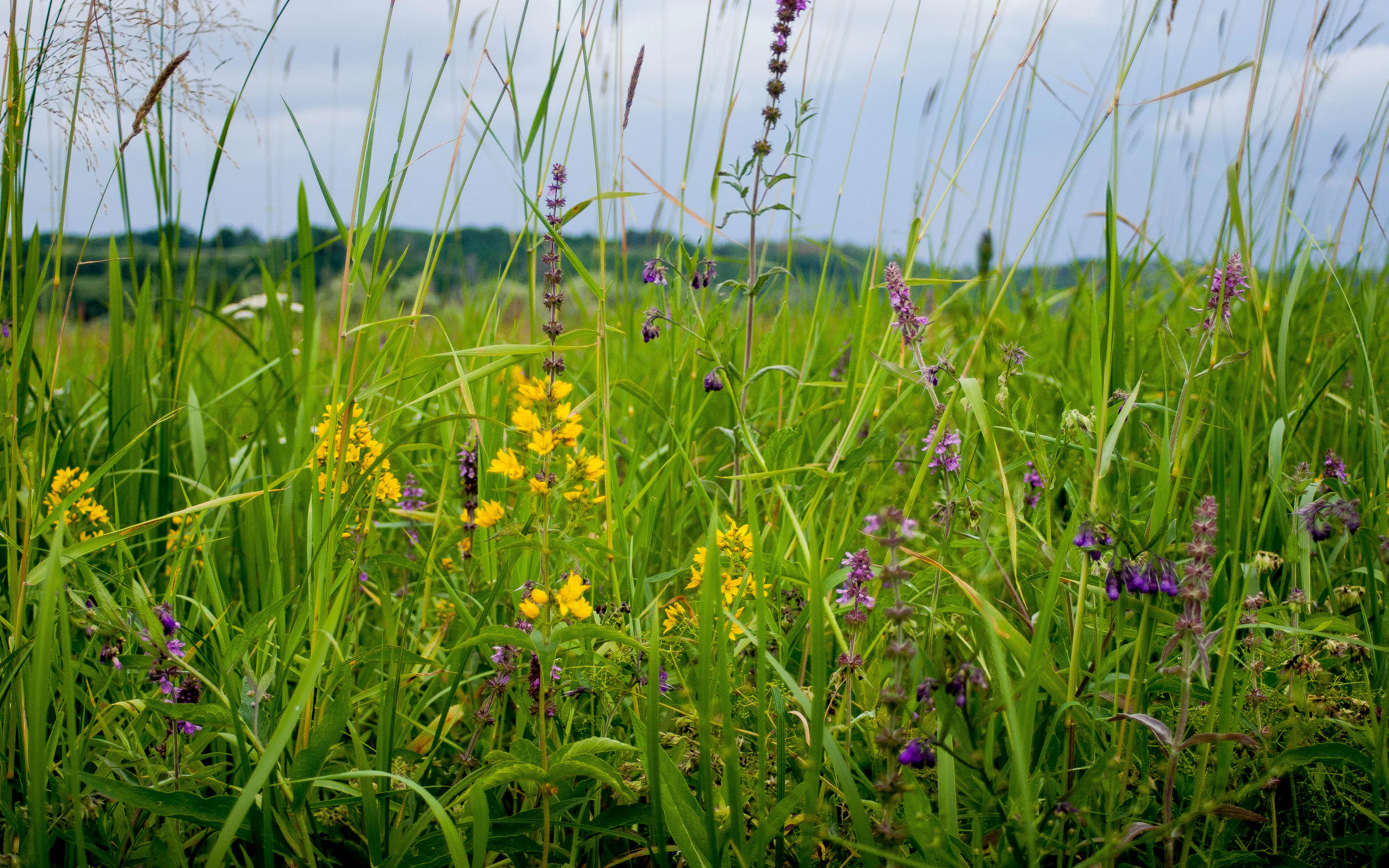 Tall green grasses and yellow and purple wildflowers in a floodplain meadow under a partly cloudy sky