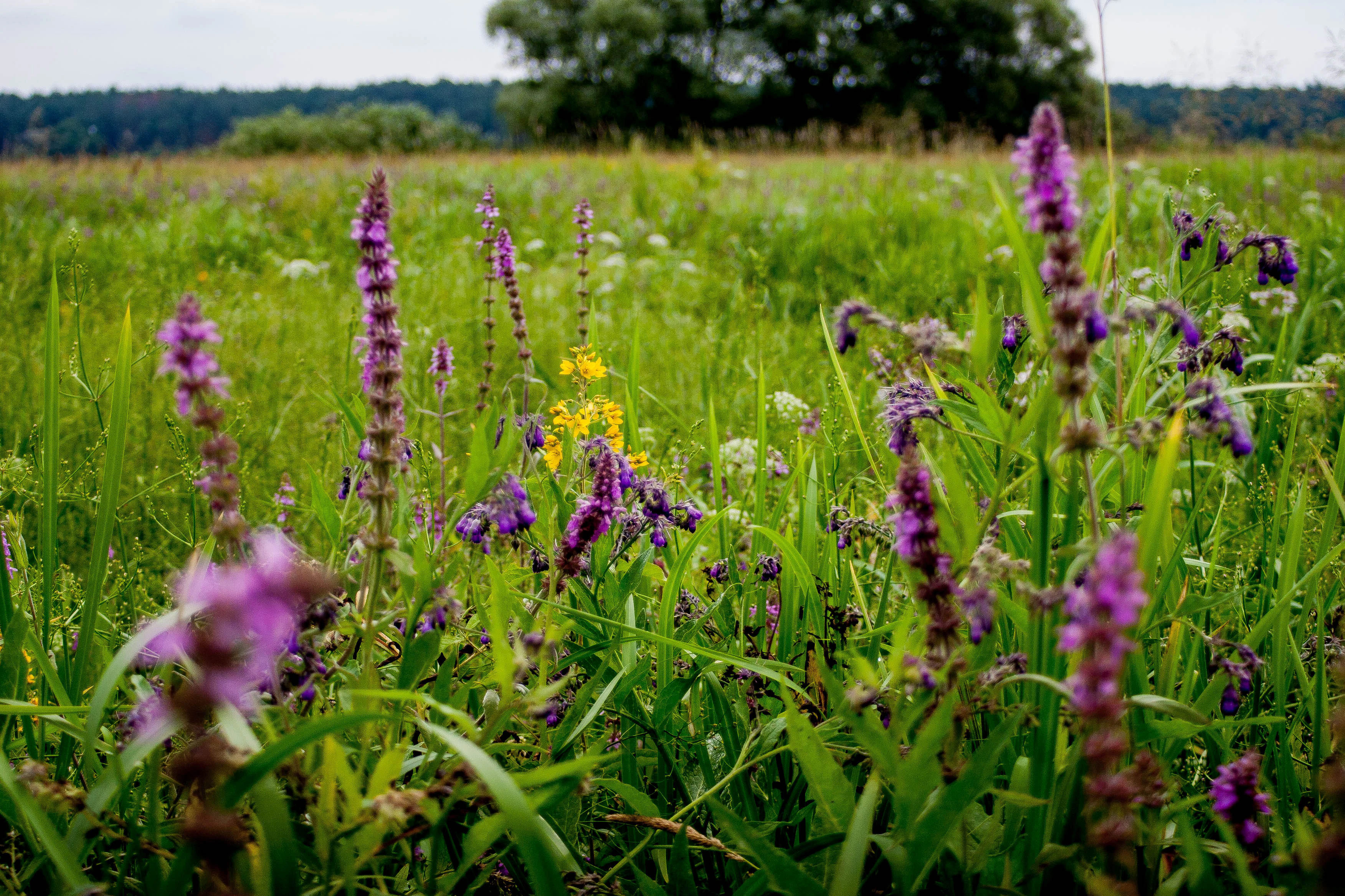 A meadow featuring purple and yellow wildflowers, green grass, and distant trees under an overcast sky