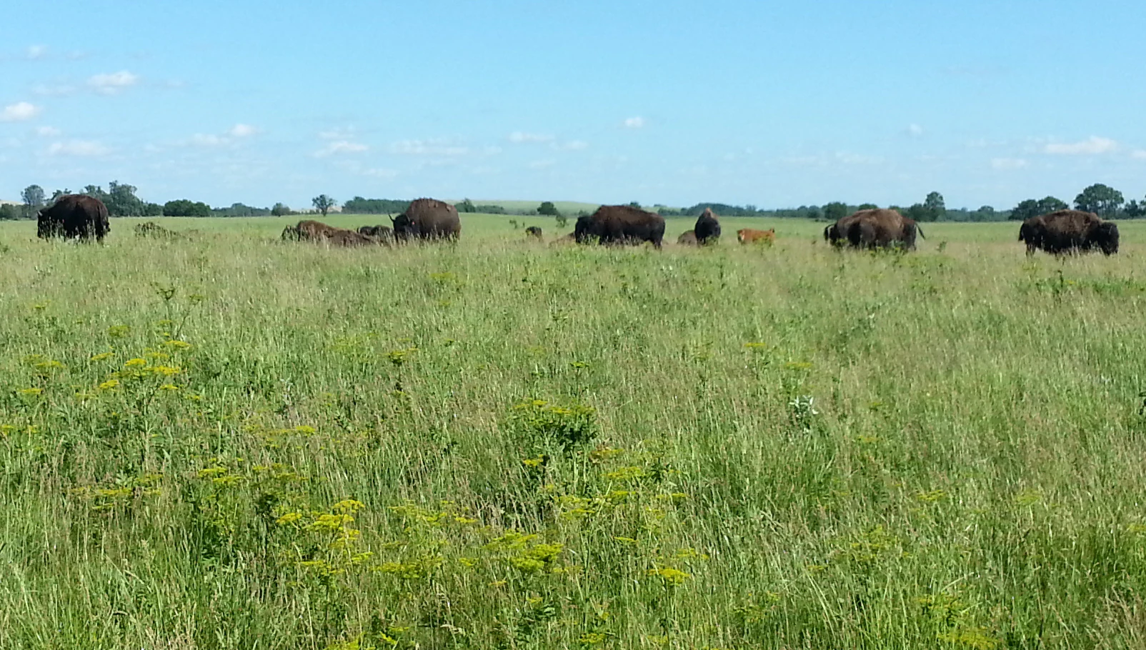 A group of dark-furred American bison grazing in a wide, grassy, open field under a clear blue sky.