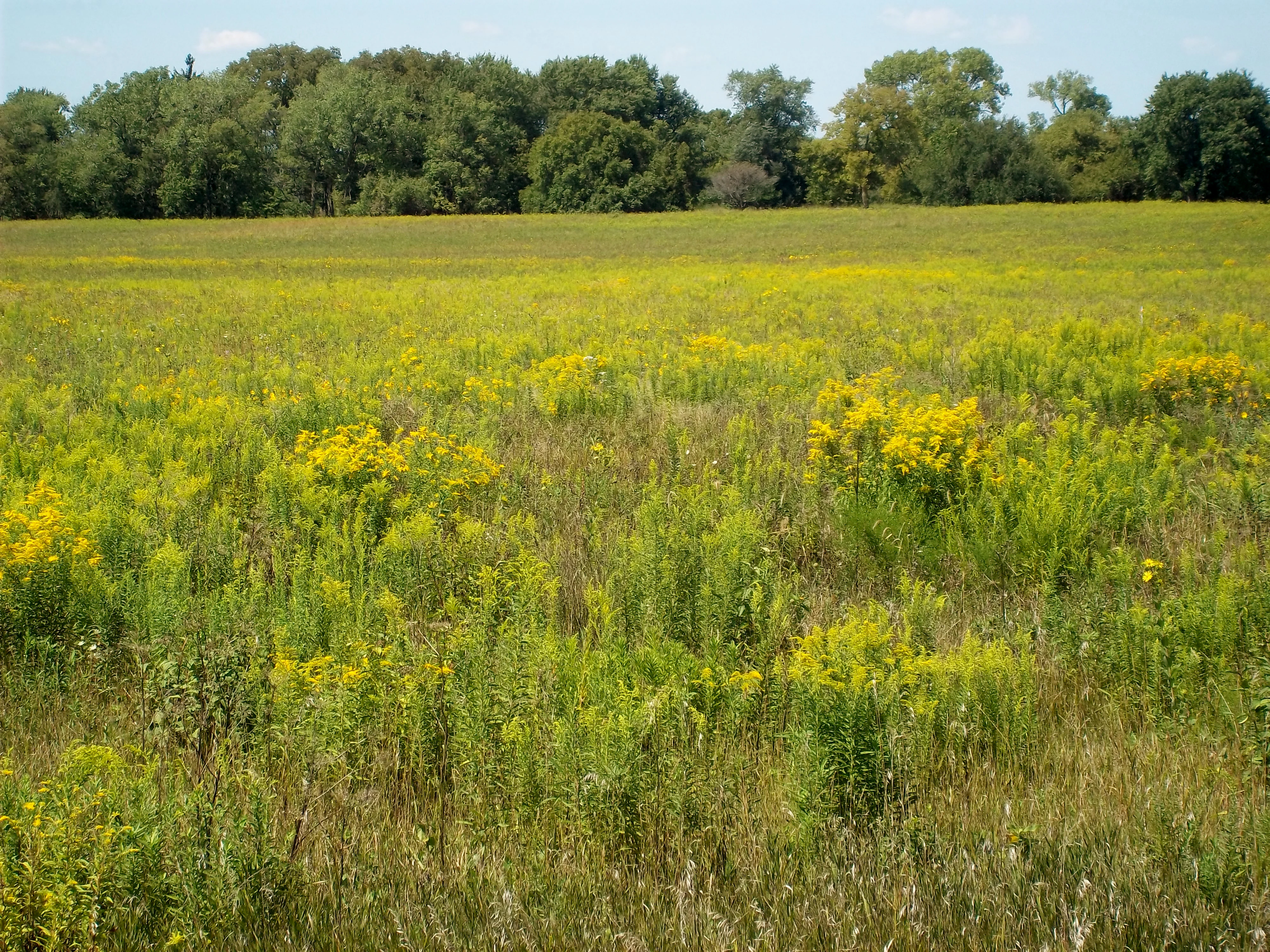 A vast field of green grasses and yellow wildflowers stretching toward a line of green deciduous trees under a clear sky.