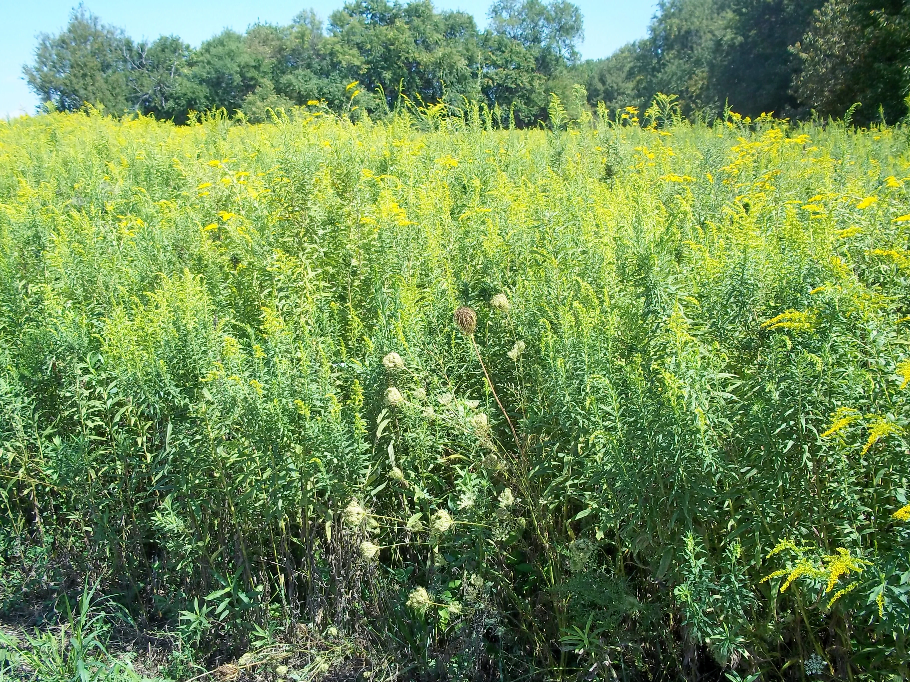 A field filled with green stalks and yellow wildflowers, likely goldenrod, with a tree line in the background.