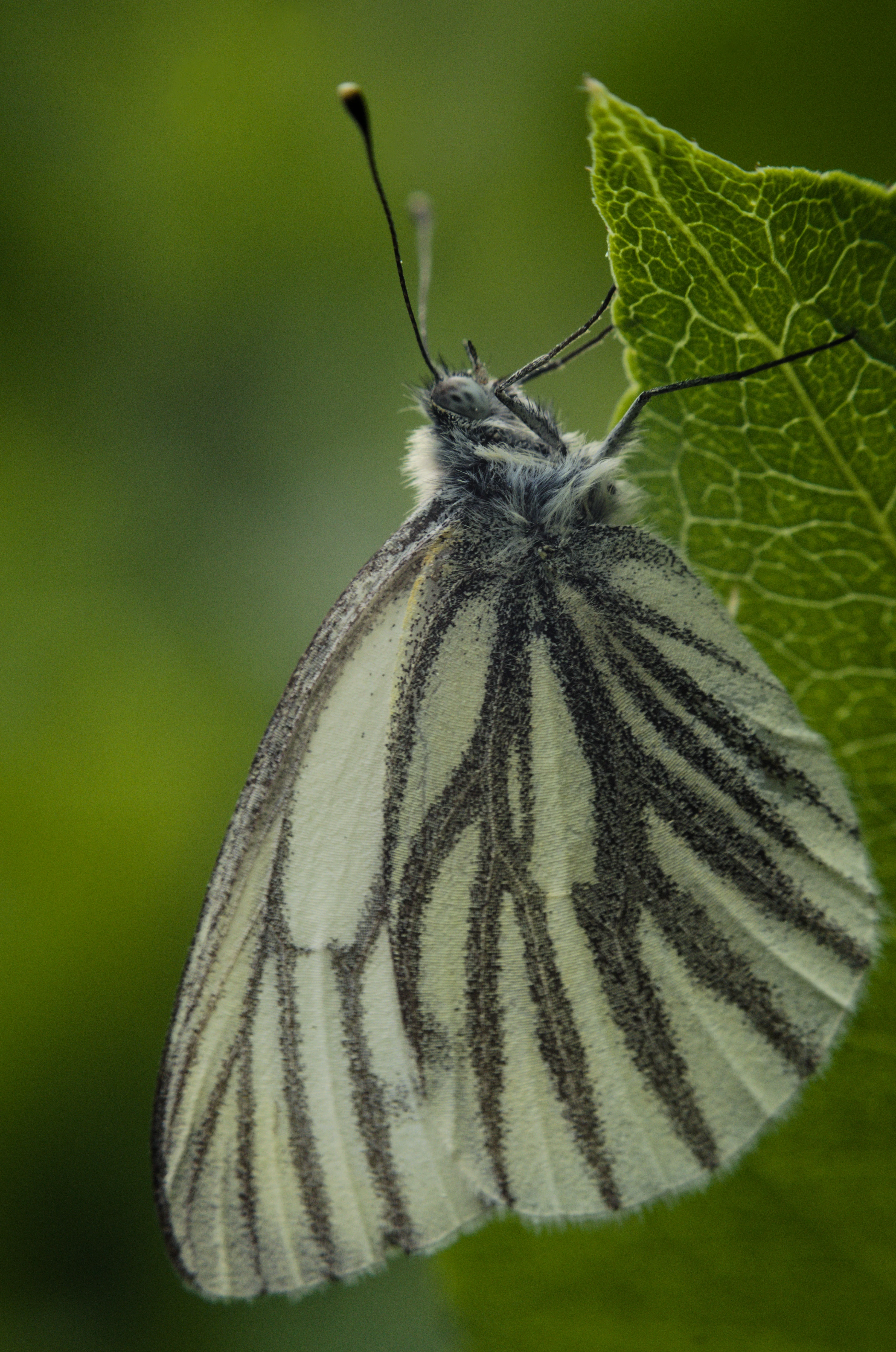 A close-up view of a green-veined white butterfly with pale wings featuring dark veins resting on a green leaf.